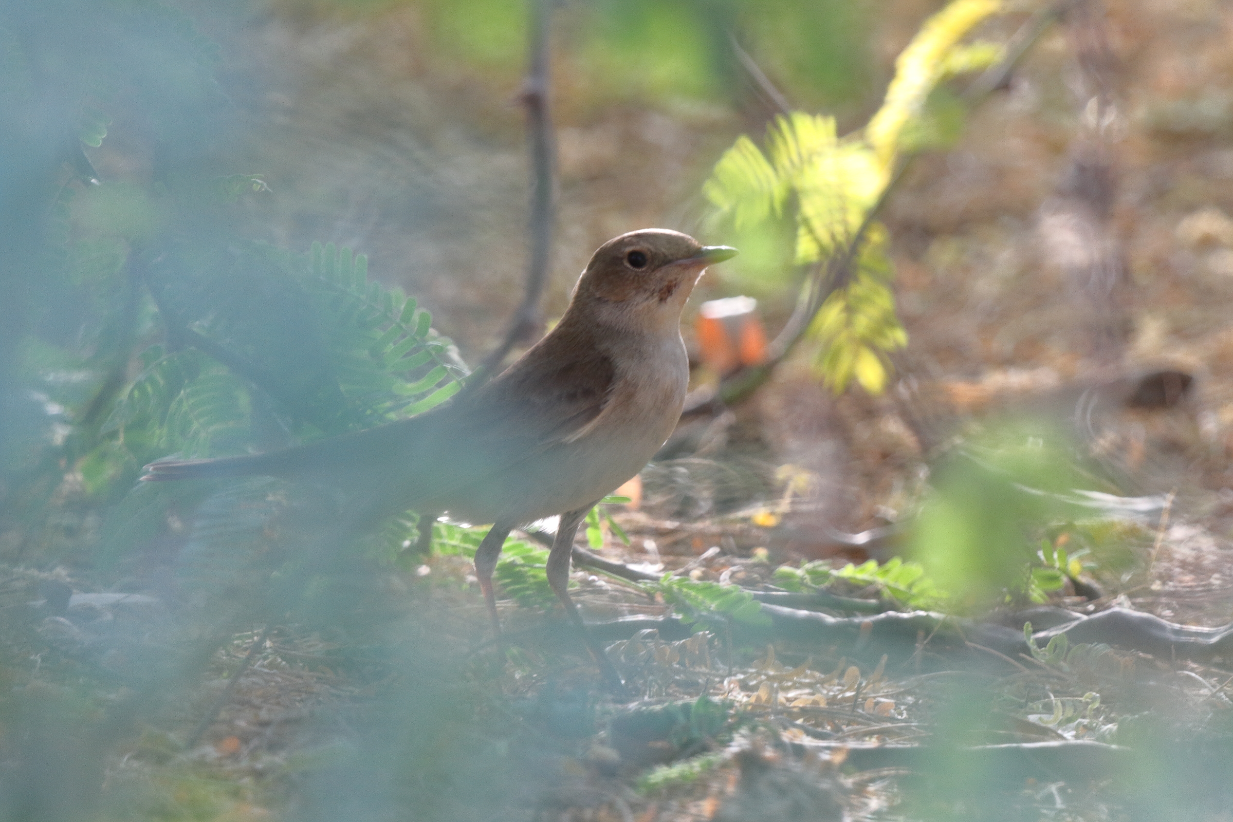 'Eastern' Nightingale. Qatar, 05 May 2014 © Neil G. Morris.