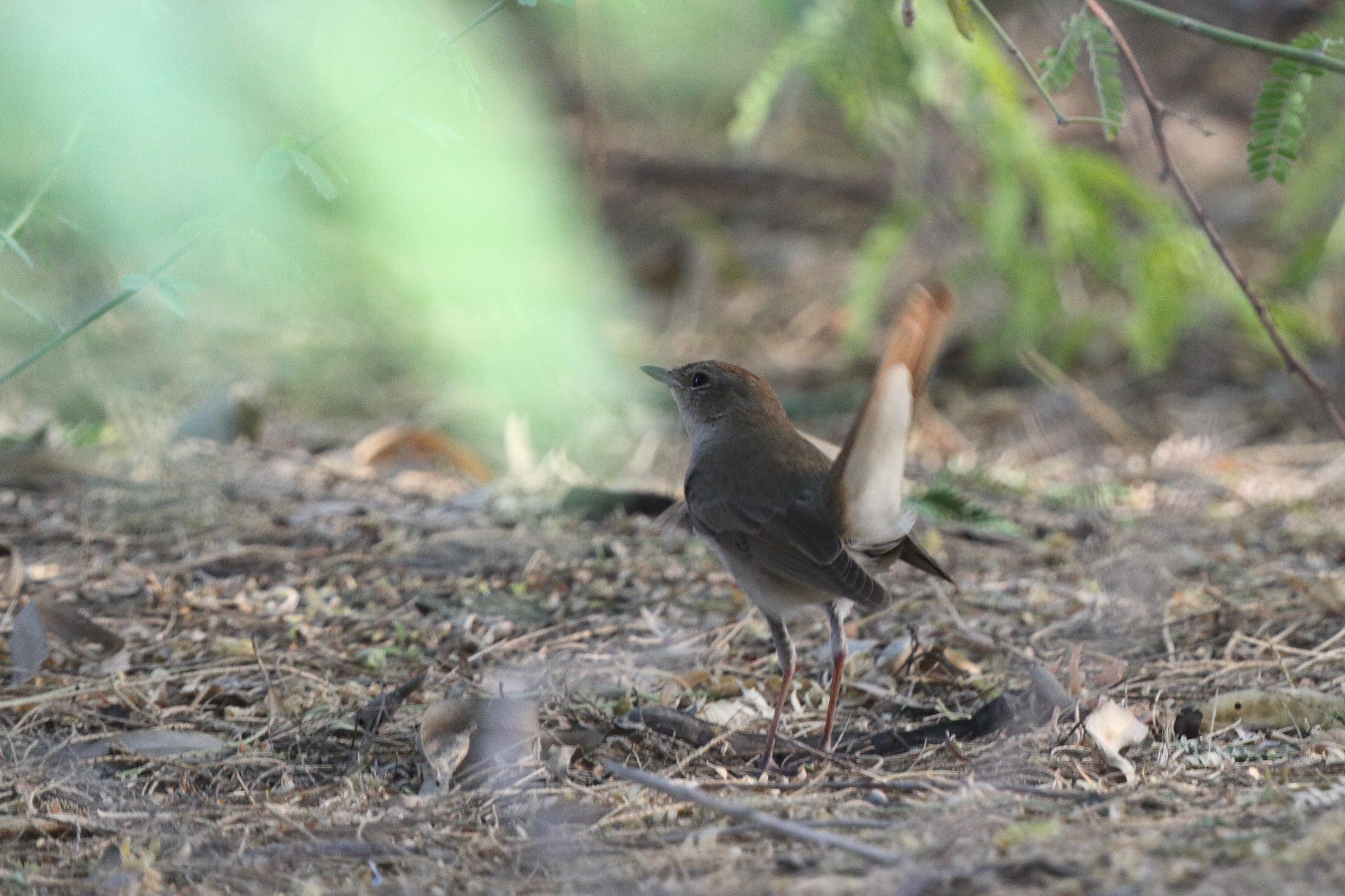 'Eastern' Nightingale. Qatar, 05 May 2014 © Neil G. Morris.