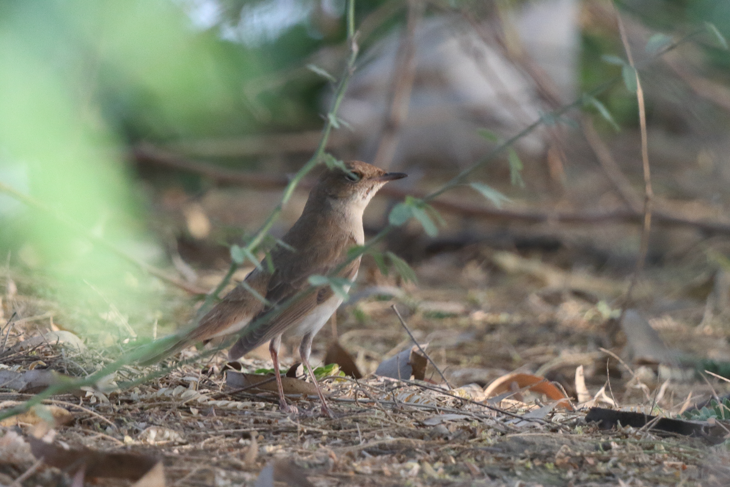 'Eastern' Nightingale. Qatar, 05 May 2014 © Neil G. Morris.