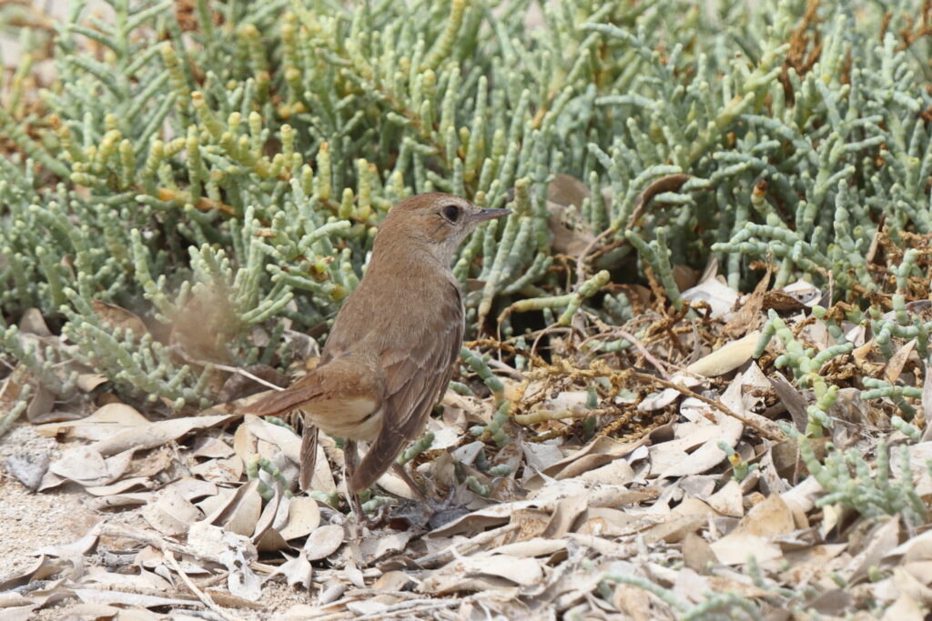 'Eastern' Nightingale. Qatar, 07 May 2014 © Neil G. Morris.