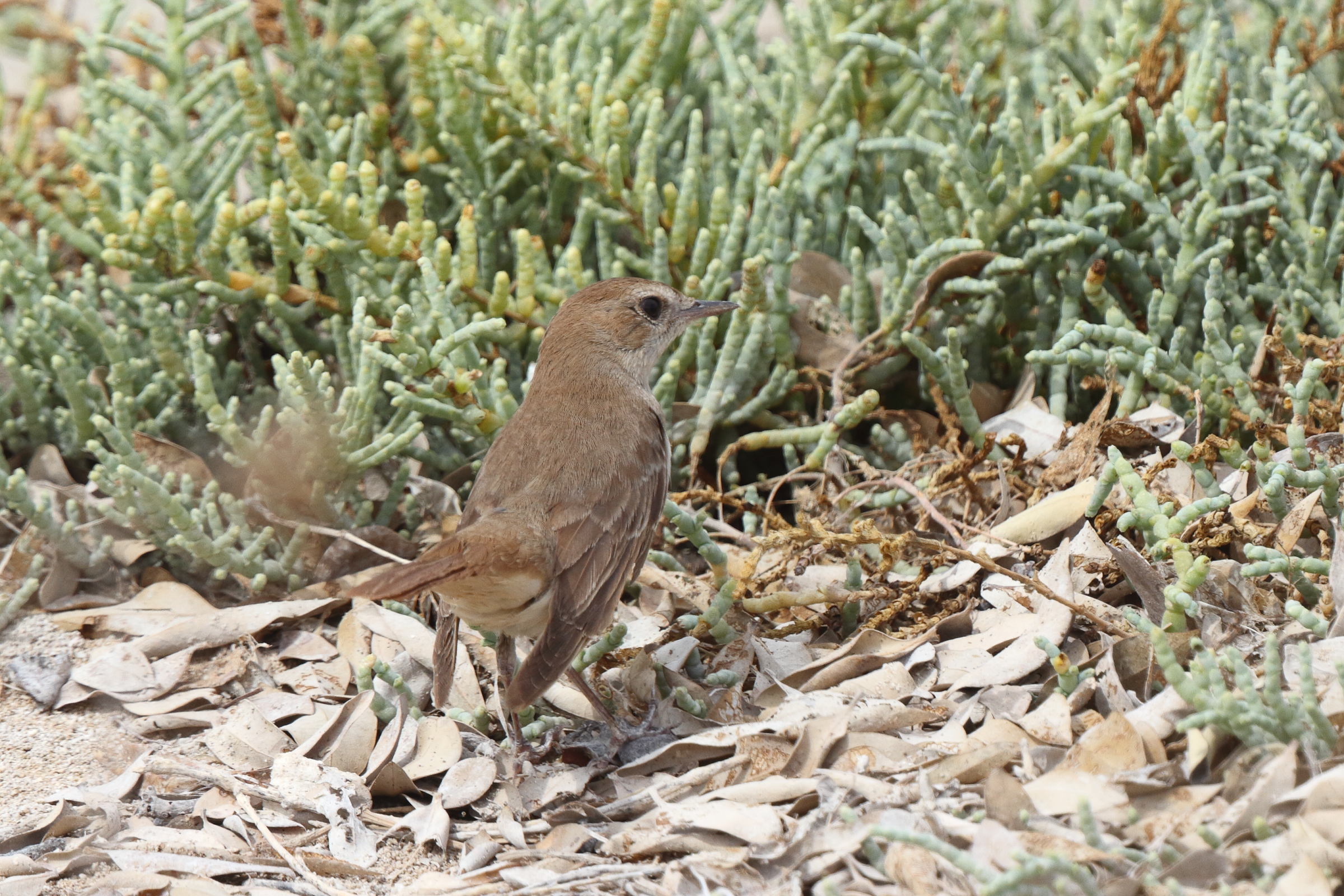 'Eastern' Nightingale. Qatar, 07 May 2014 © Neil G. Morris.