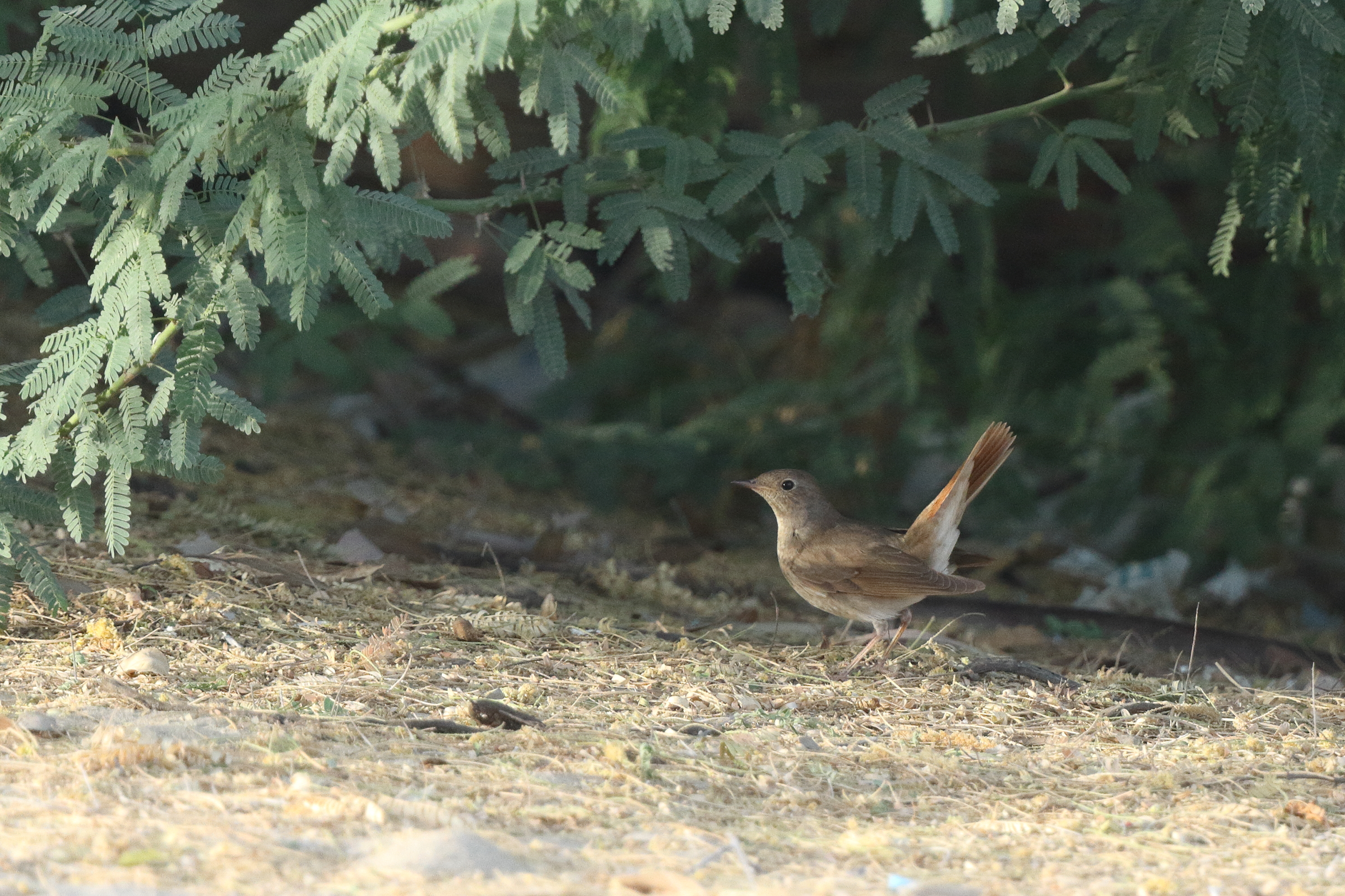 Thrush Nightingale. Qatar, 05 May 2014 © Neil G. Morris.