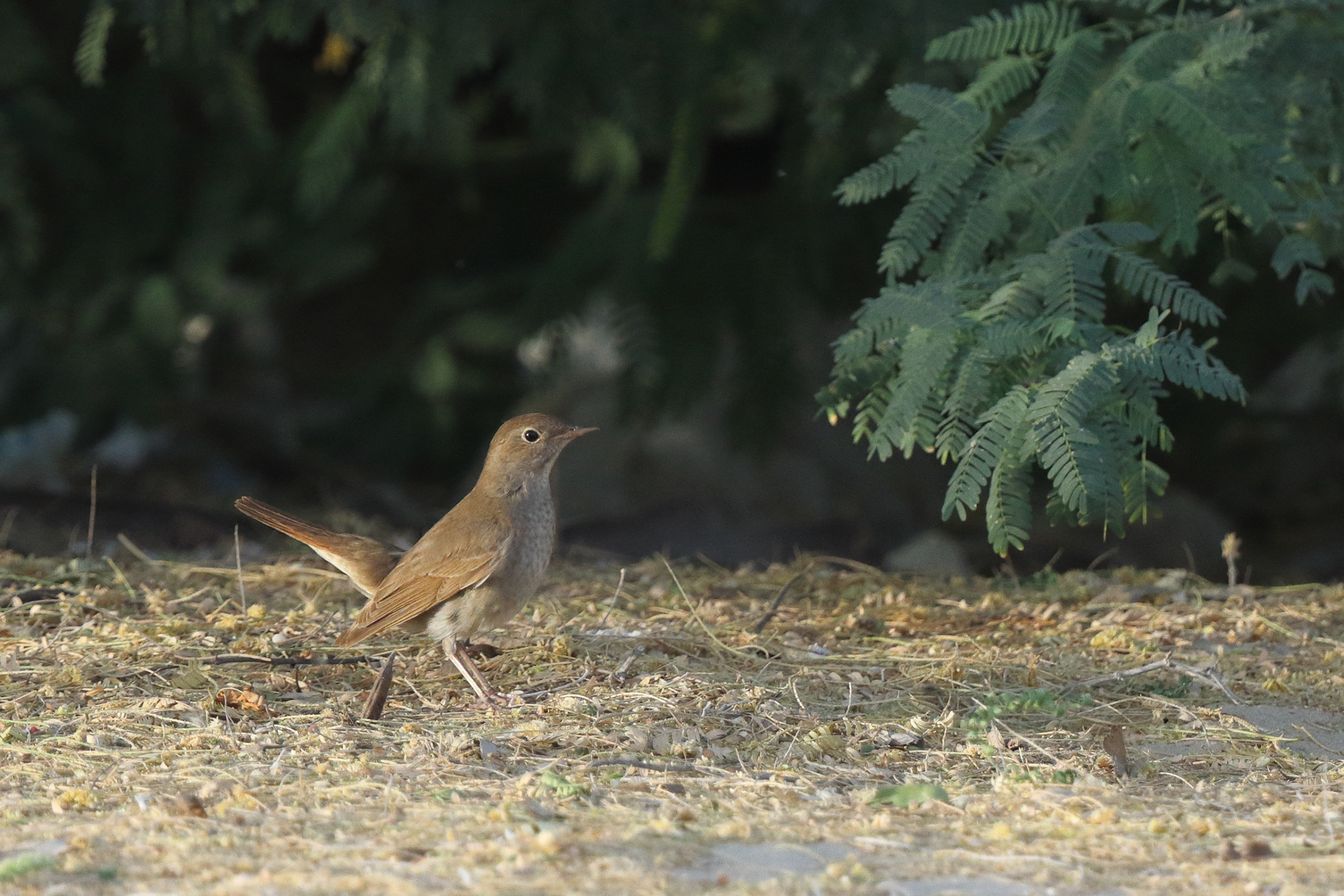 Thrush Nightingale. Qatar, 05 May 2014 © Neil G. Morris.