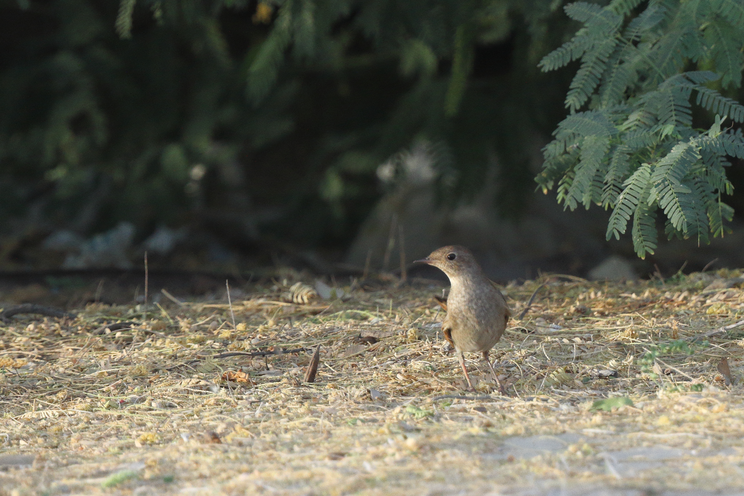 Thrush Nightingale. Qatar, 05 May 2014 © Neil G. Morris.