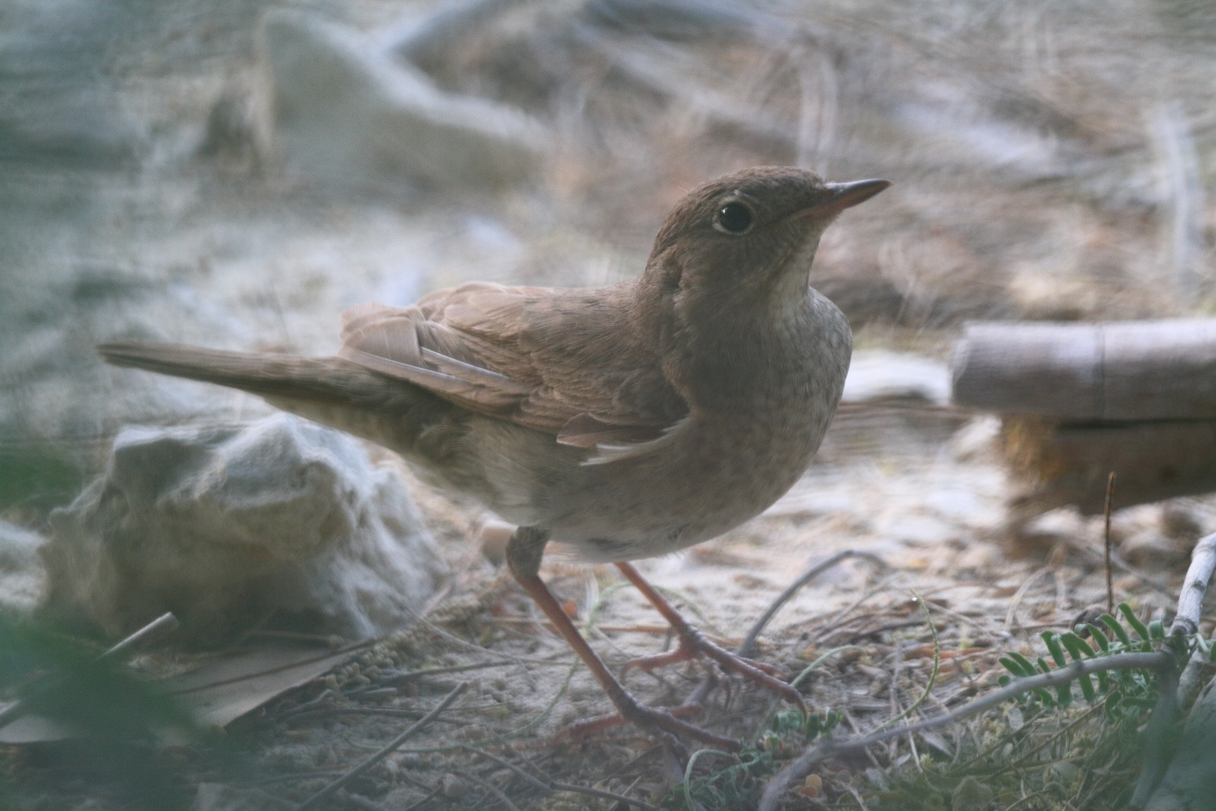 Thrush Nightingale. Qatar, 05 May 2014 © Neil G. Morris.