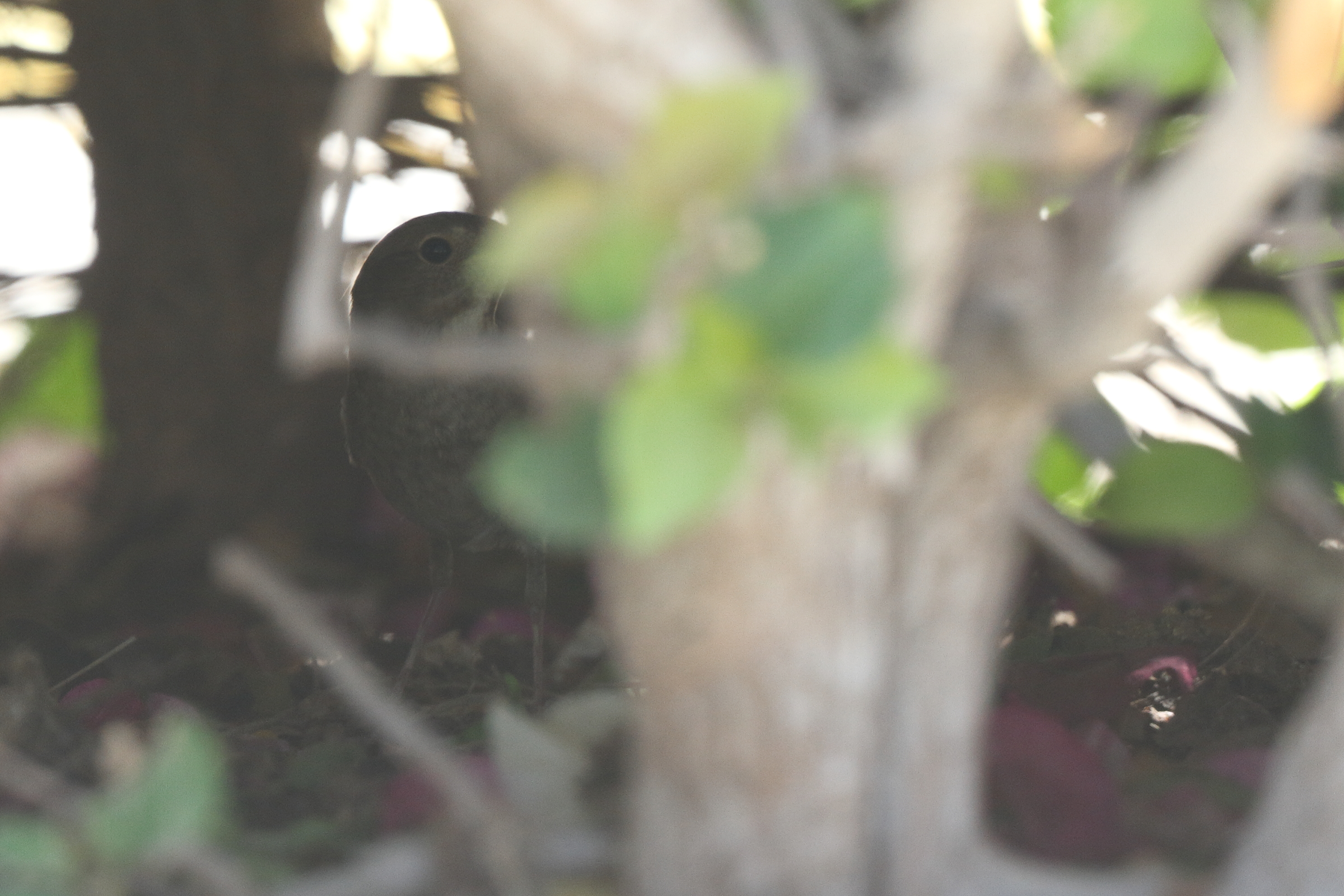 Thrush Nightingale. Qatar, 07 May 2014 © Neil G. Morris.
