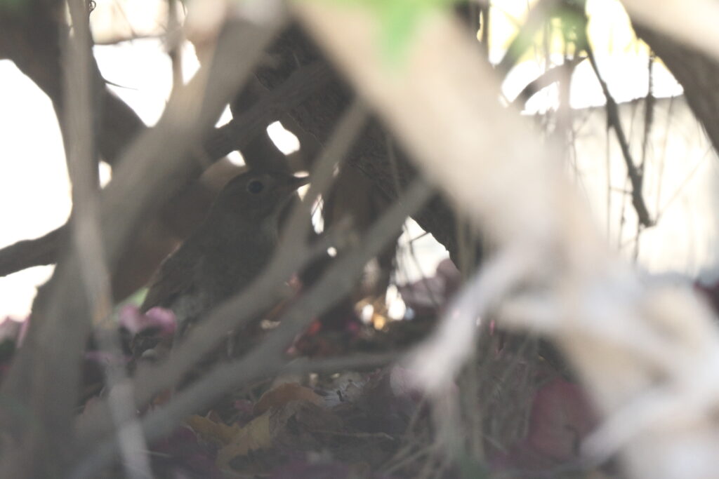 Thrush Nightingale. Qatar, 07 May 2014 © Neil G. Morris.