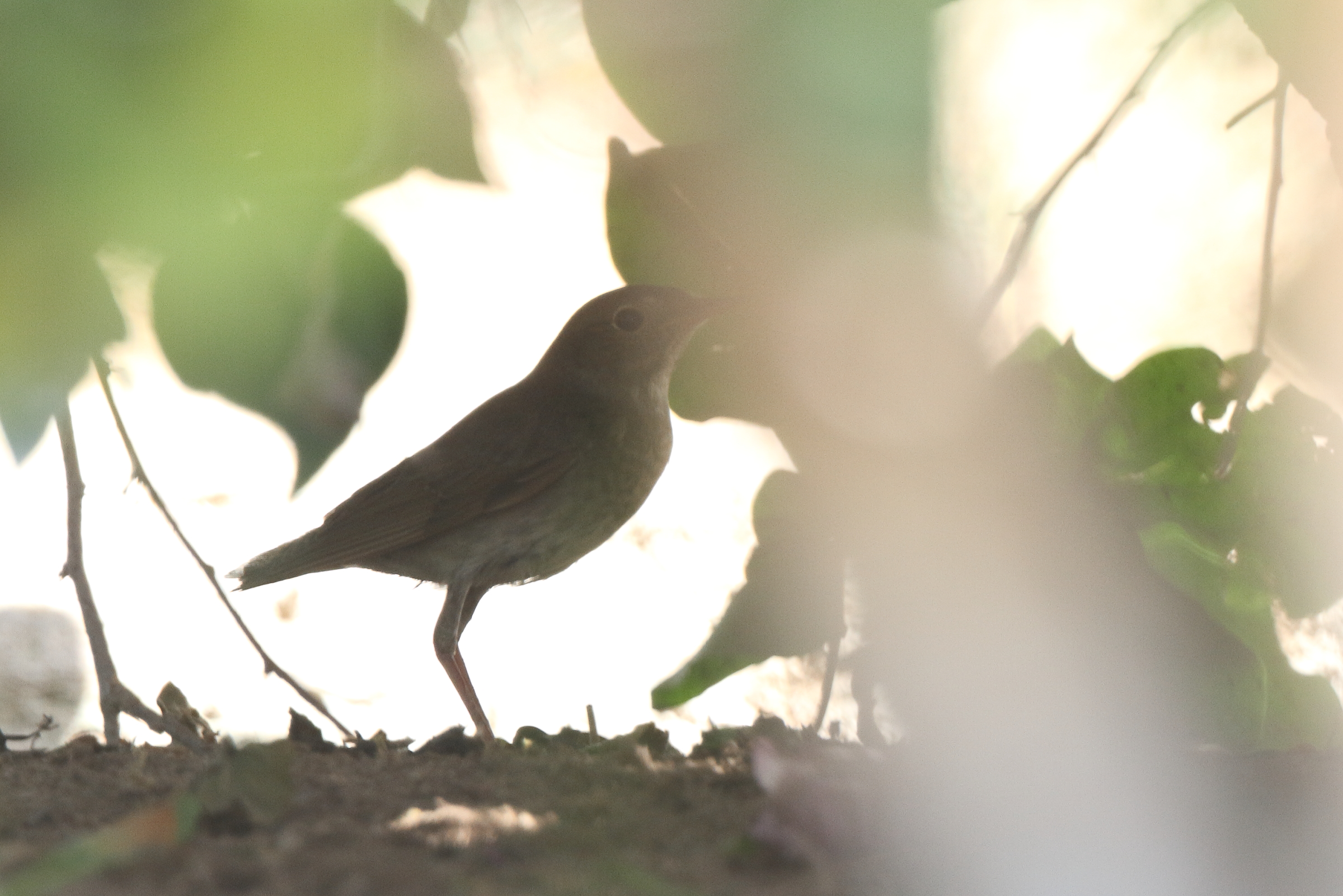 Thrush Nightingale. Qatar, 07 May 2014 © Neil G. Morris.