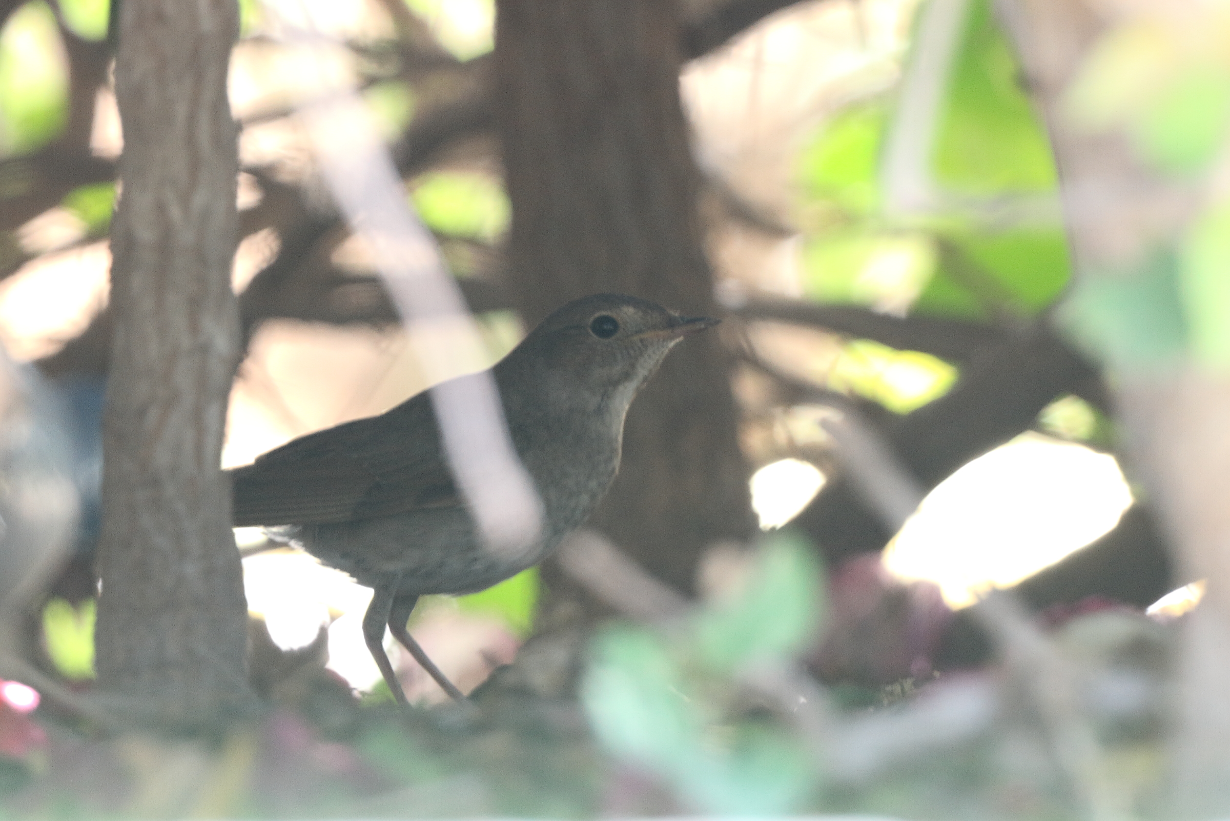 Thrush Nightingale. Qatar, 07 May 2014 © Neil G. Morris.