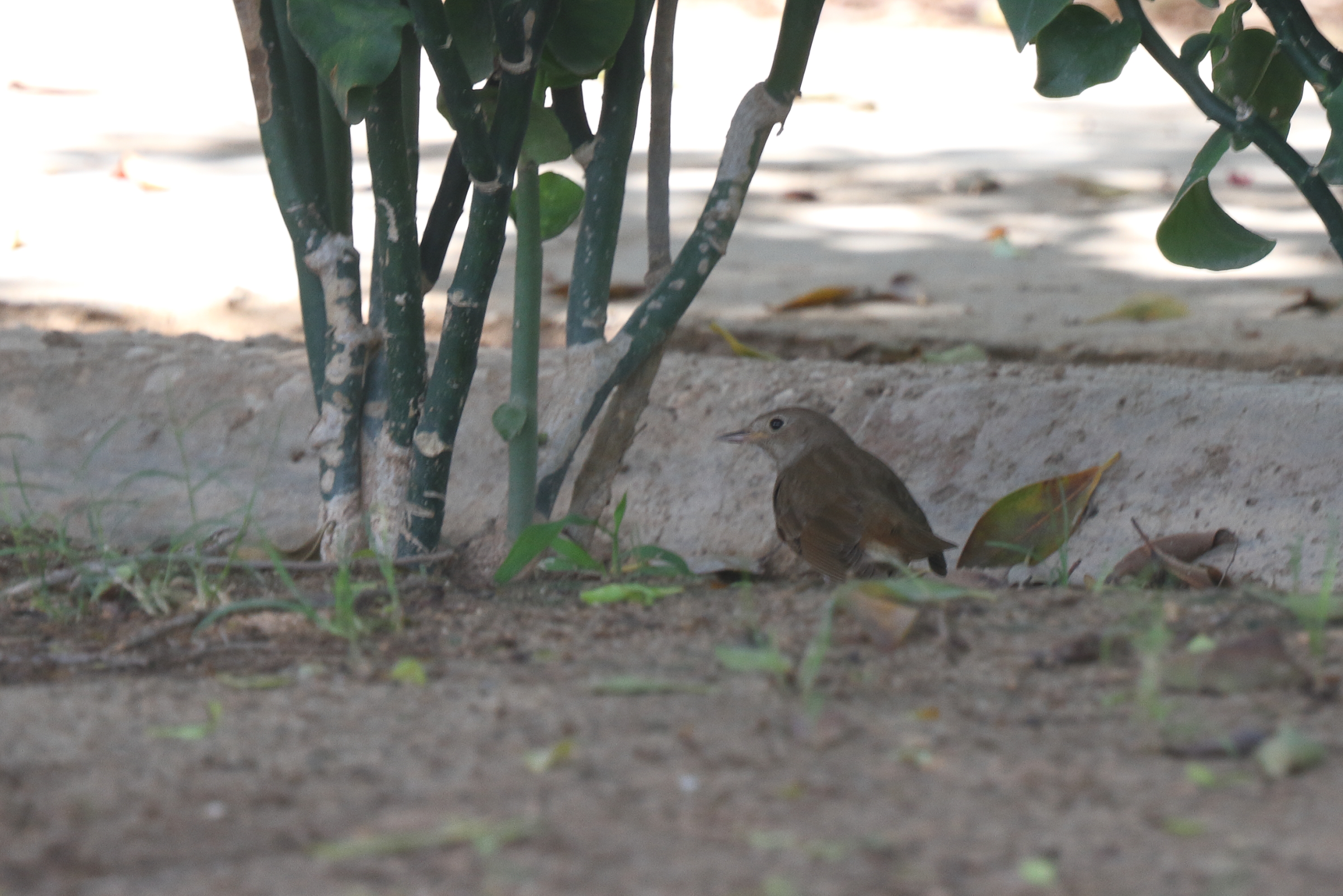 Thrush Nightingale. Qatar, 07 May 2014 © Neil G. Morris.