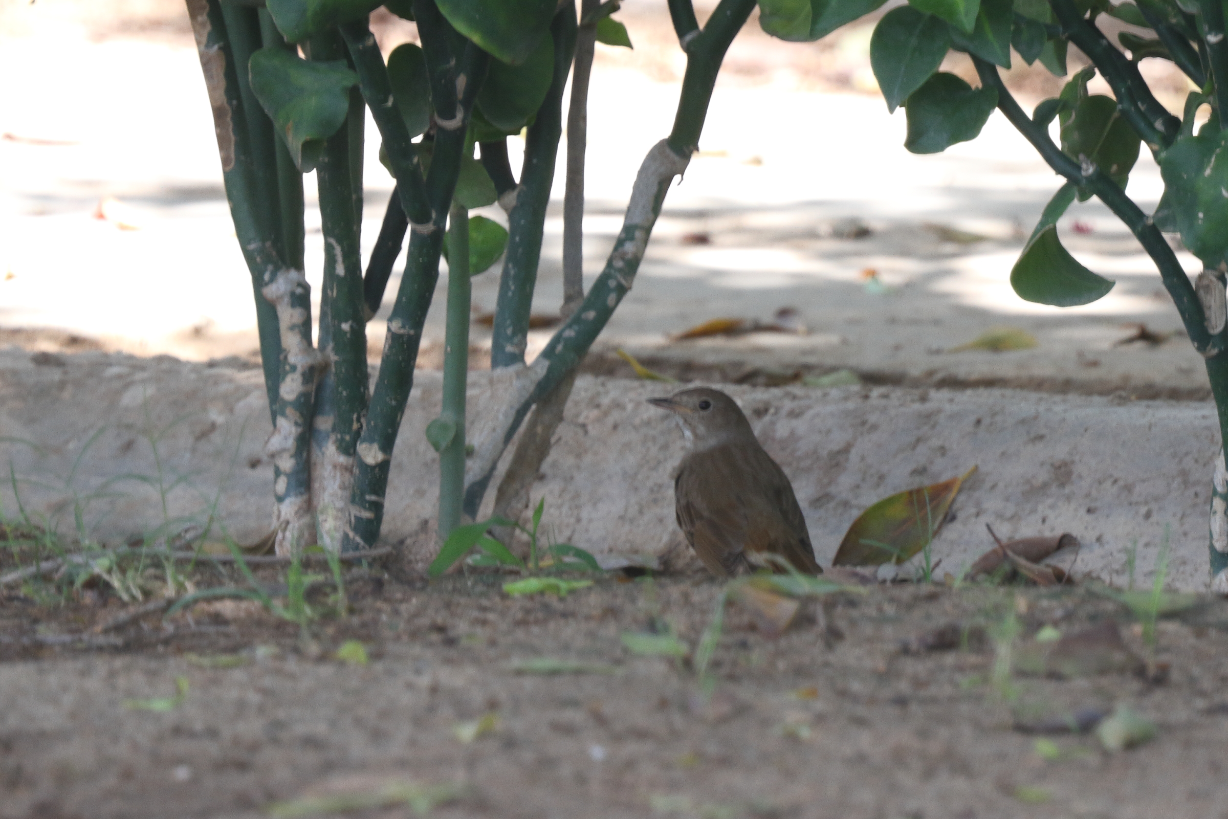 Thrush Nightingale. Qatar, 07 May 2014 © Neil G. Morris.
