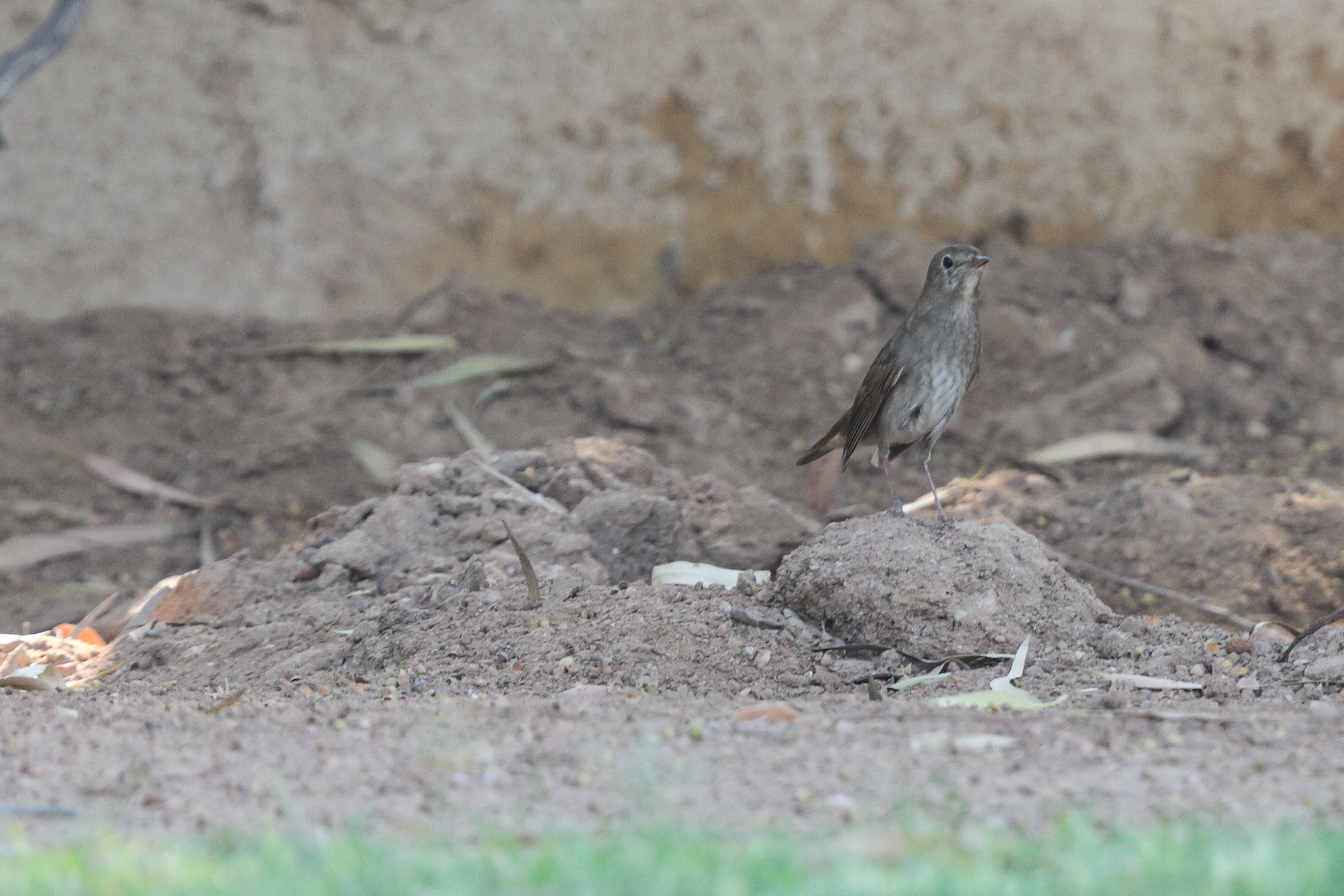 Thrush Nightingale. Qatar, 09 May 2014 © Neil G. Morris.