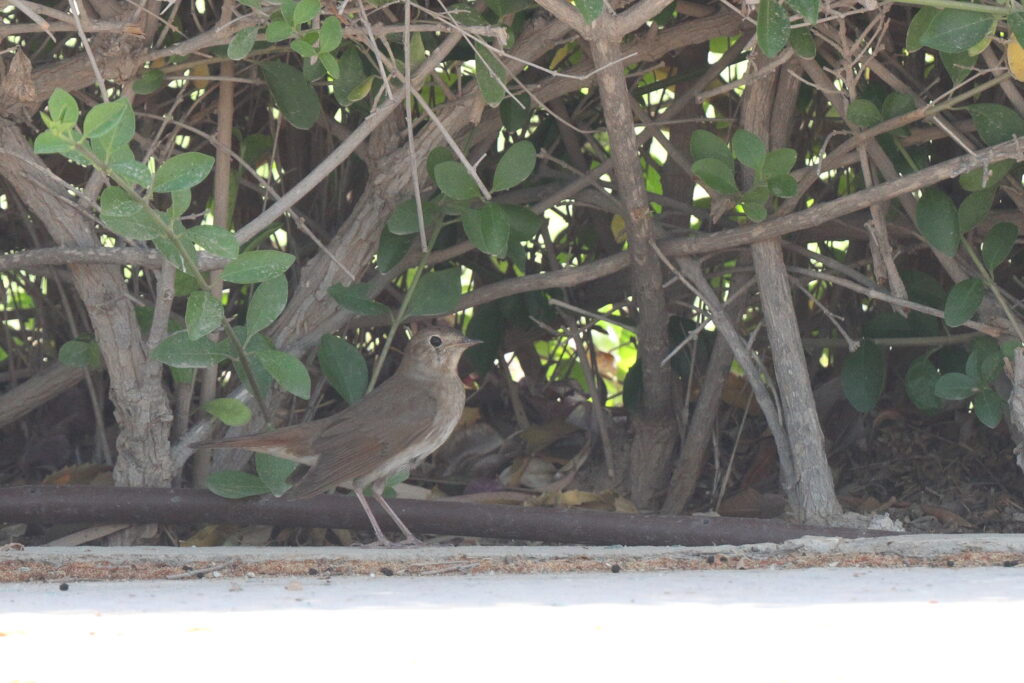 Thrush Nightingale. Qatar, 09 May 2014 © Neil G. Morris.
