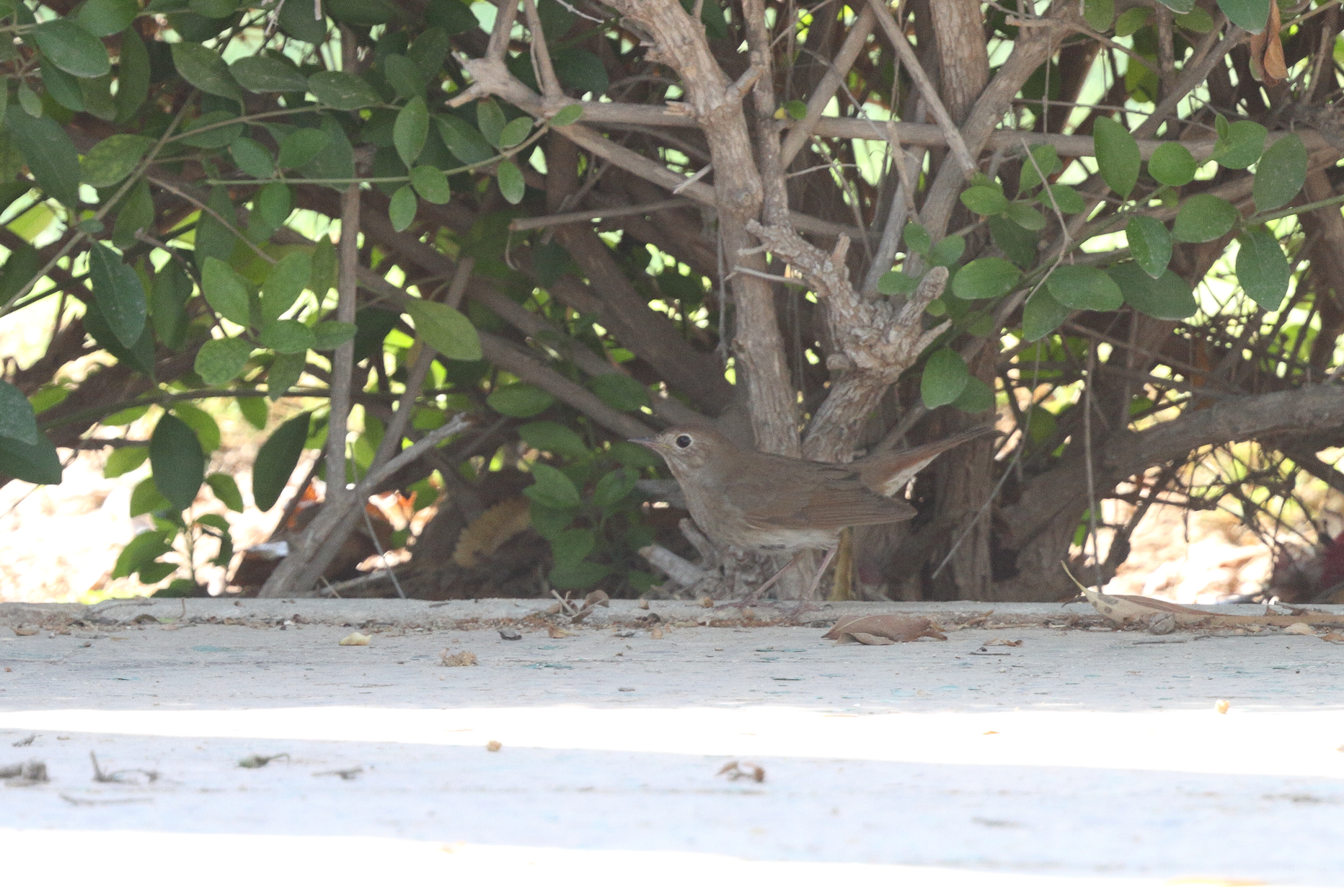 Thrush Nightingale. Qatar, 09 May 2014 © Neil G. Morris.