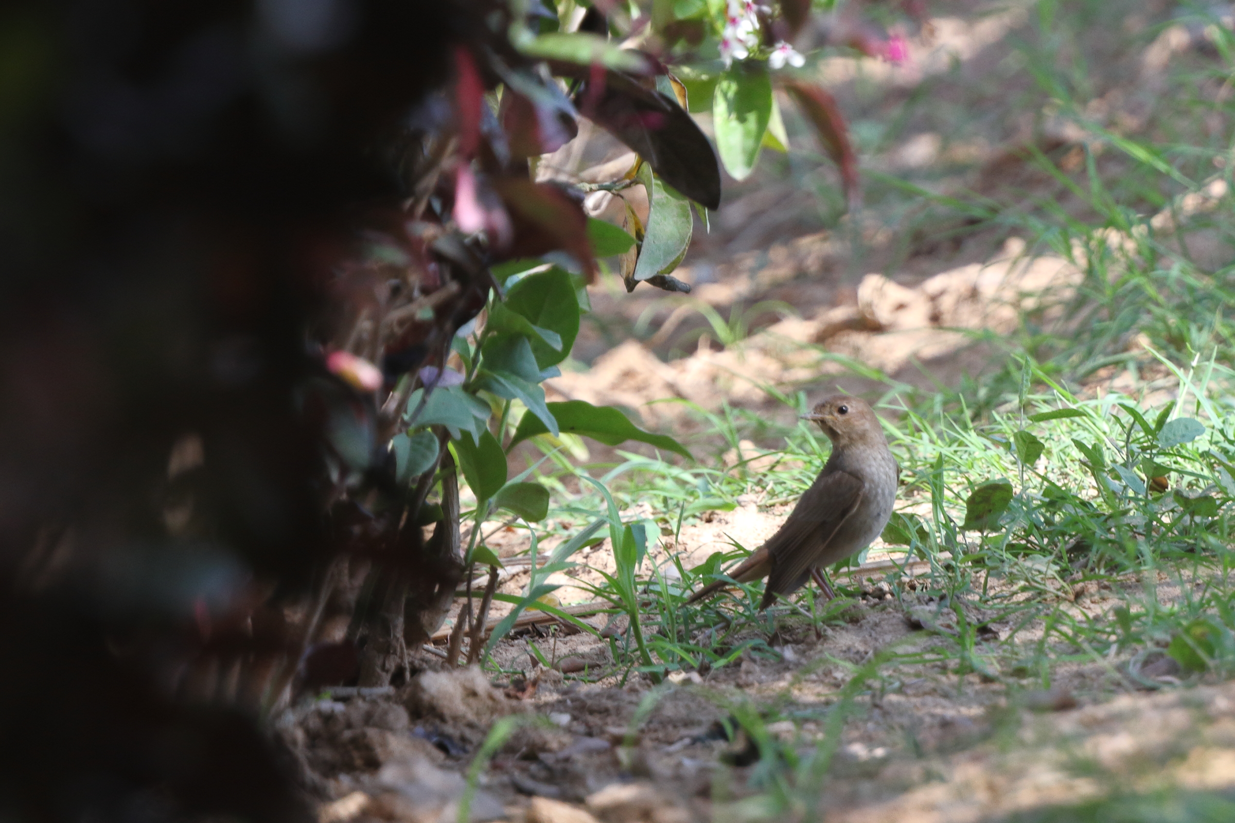 Thrush Nightingale. Qatar, 09 May 2014 © Neil G. Morris.