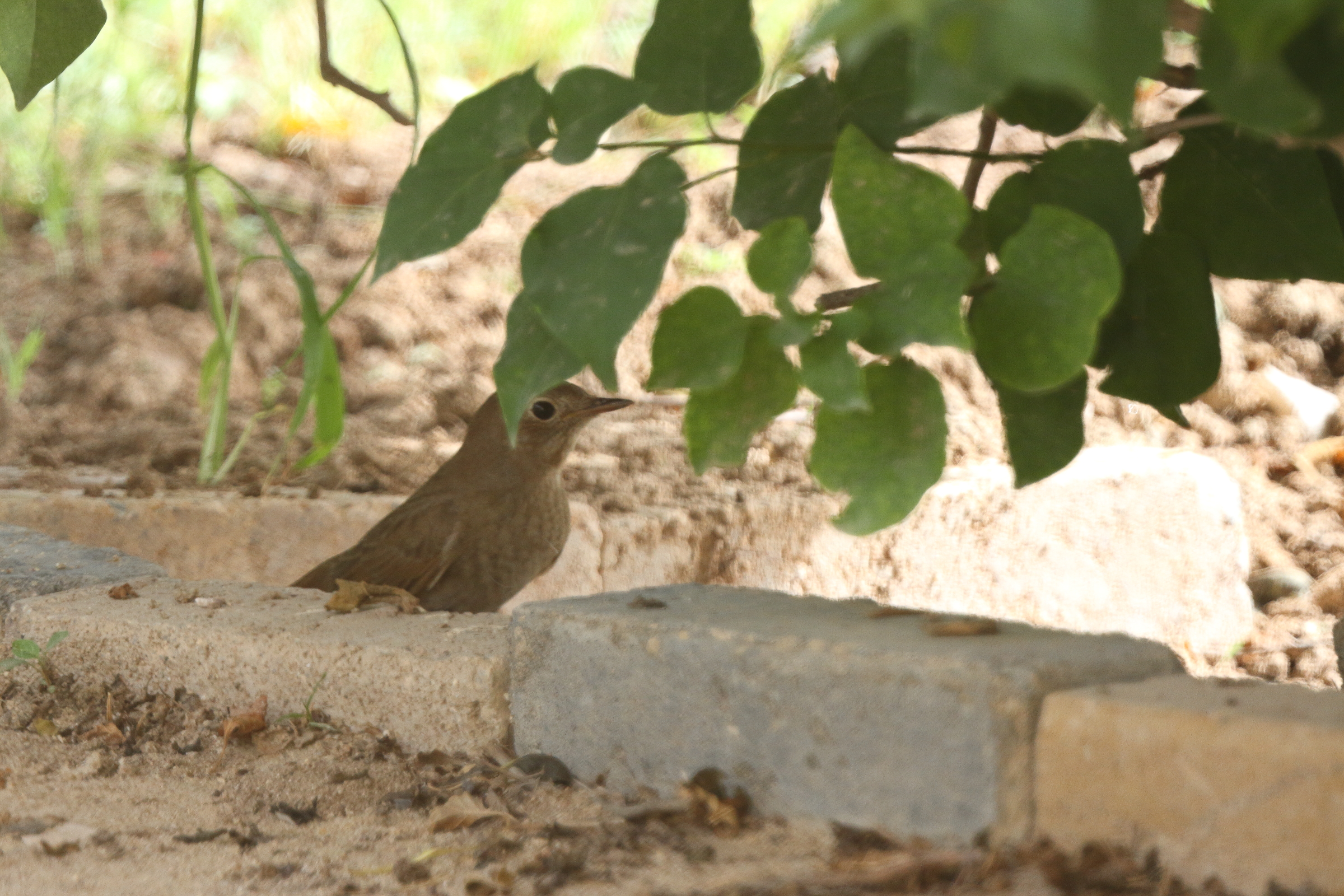 Thrush Nightingale. Qatar, 13 May 2014 © Neil G. Morris.