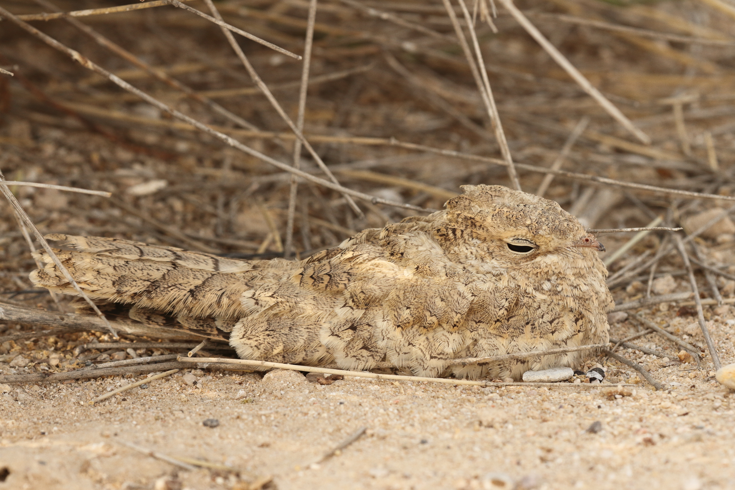 Egyptian Nightjar. Qatar, 22 June 2014 © Neil G. Morris.