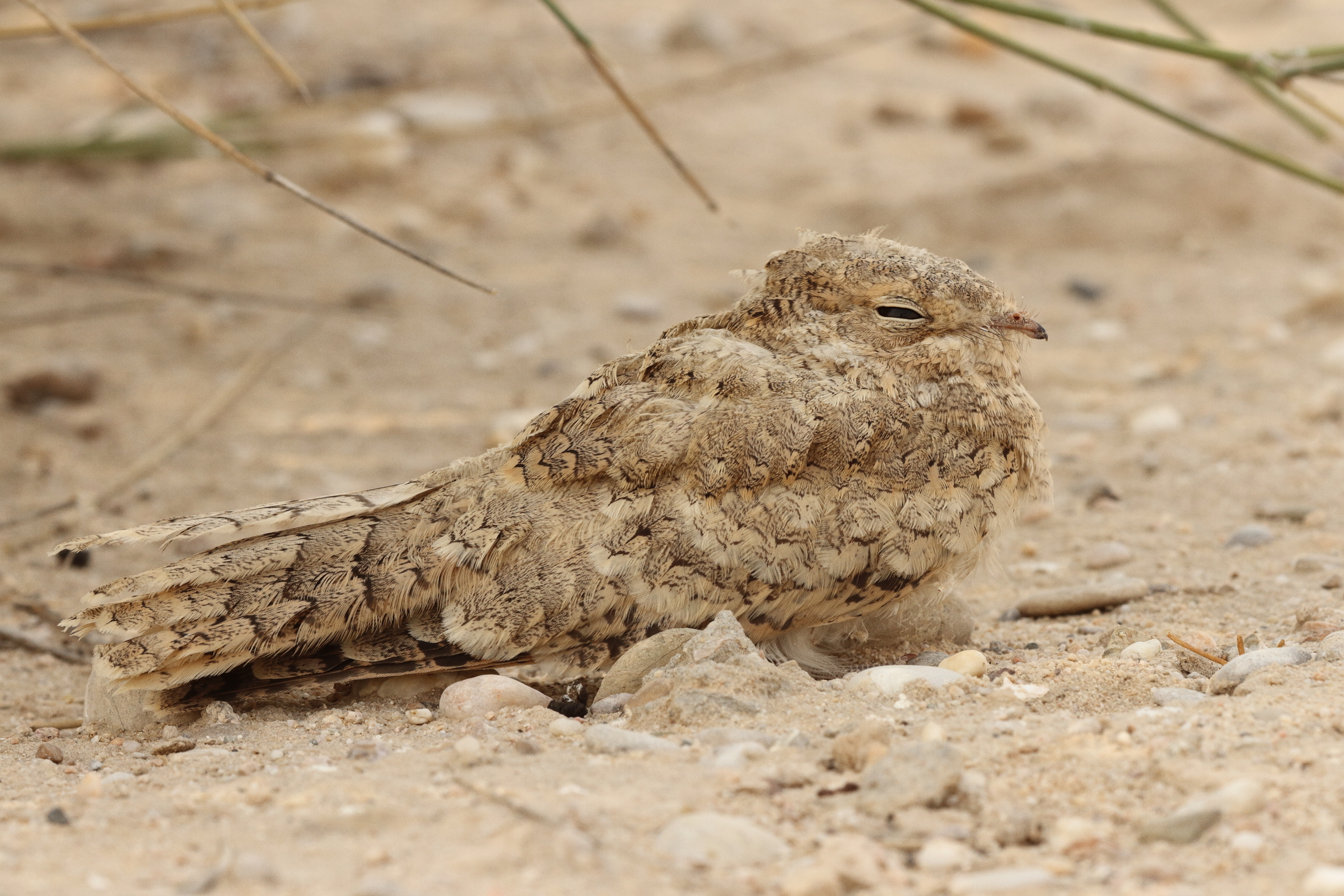 Egyptian Nightjar. Qatar, 22 June 2014 © Neil G. Morris.