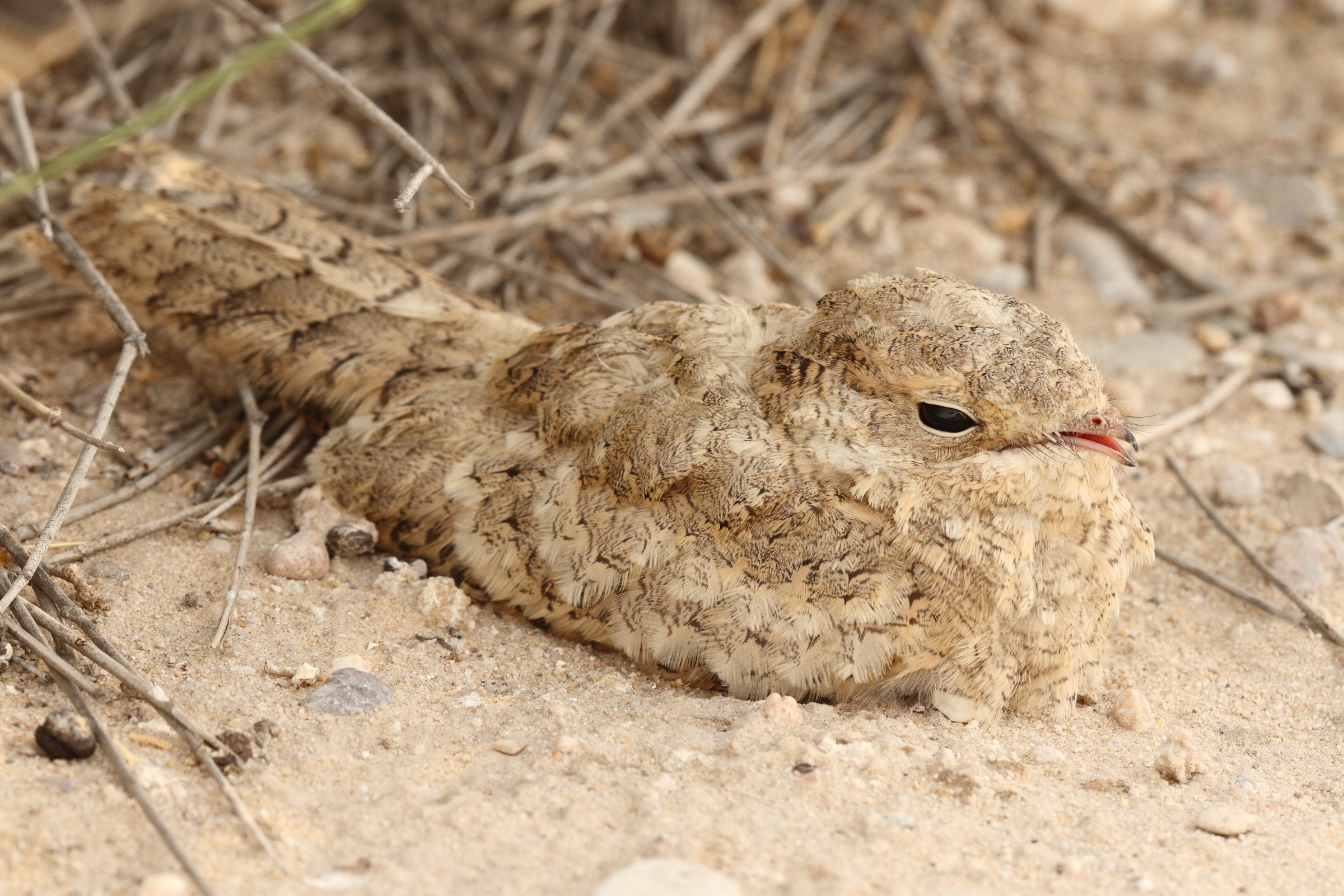 Egyptian Nightjar. Qatar, 22 June 2014 © Neil G. Morris.