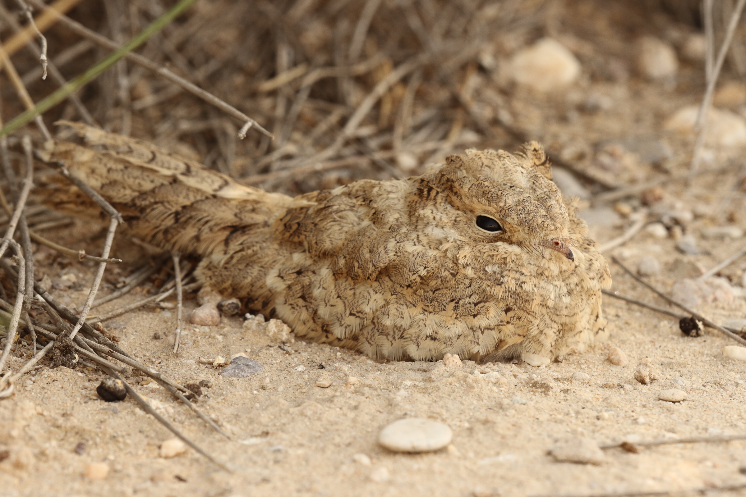 Egyptian Nightjar. Qatar, 22 June 2014 © Neil G. Morris.