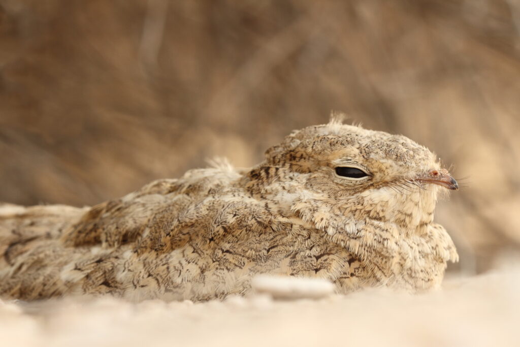 Egyptian Nightjar. Qatar, 22 June 2014 © Neil G. Morris.