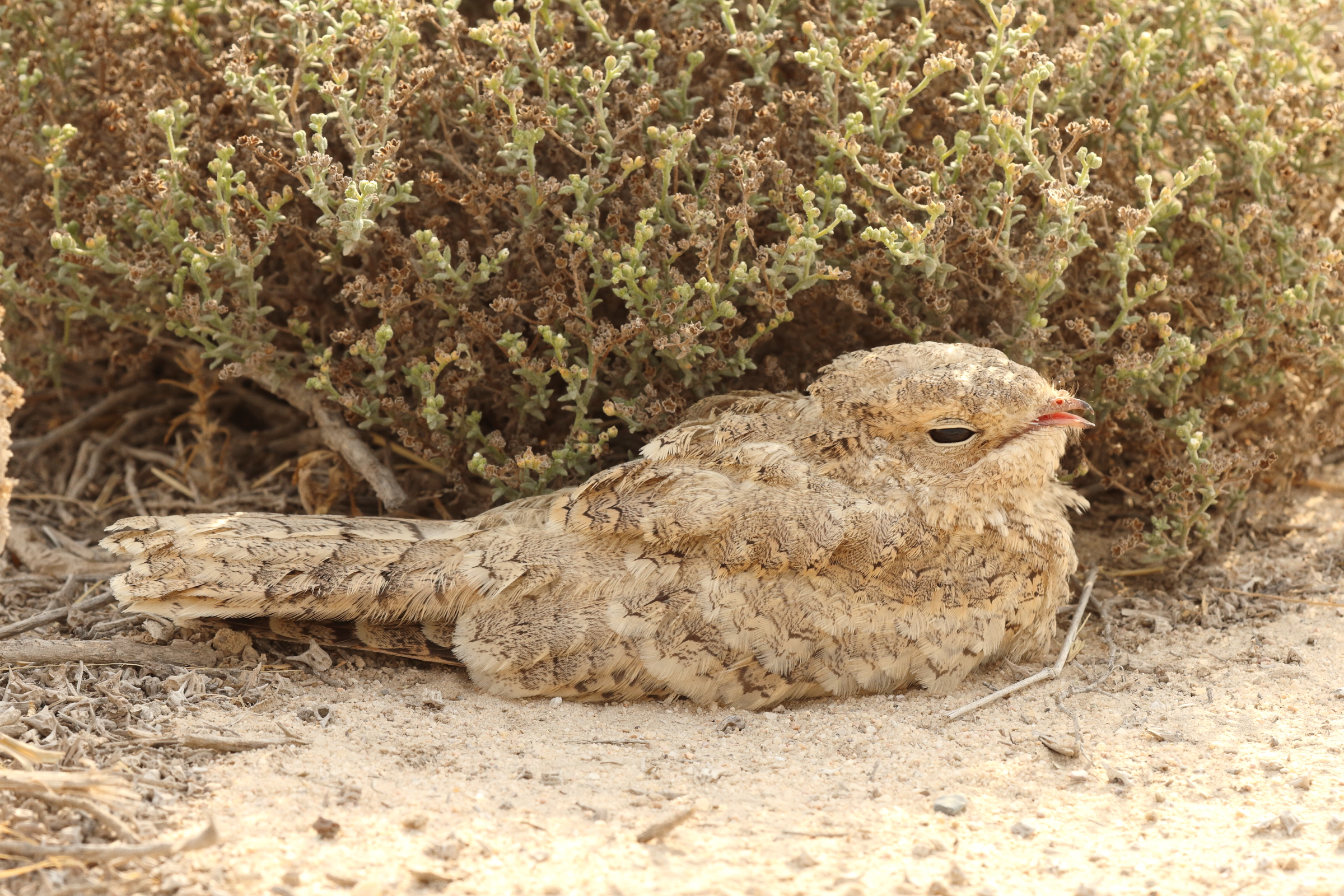 Egyptian Nightjar. Qatar, 22 June 2014 © Neil G. Morris.