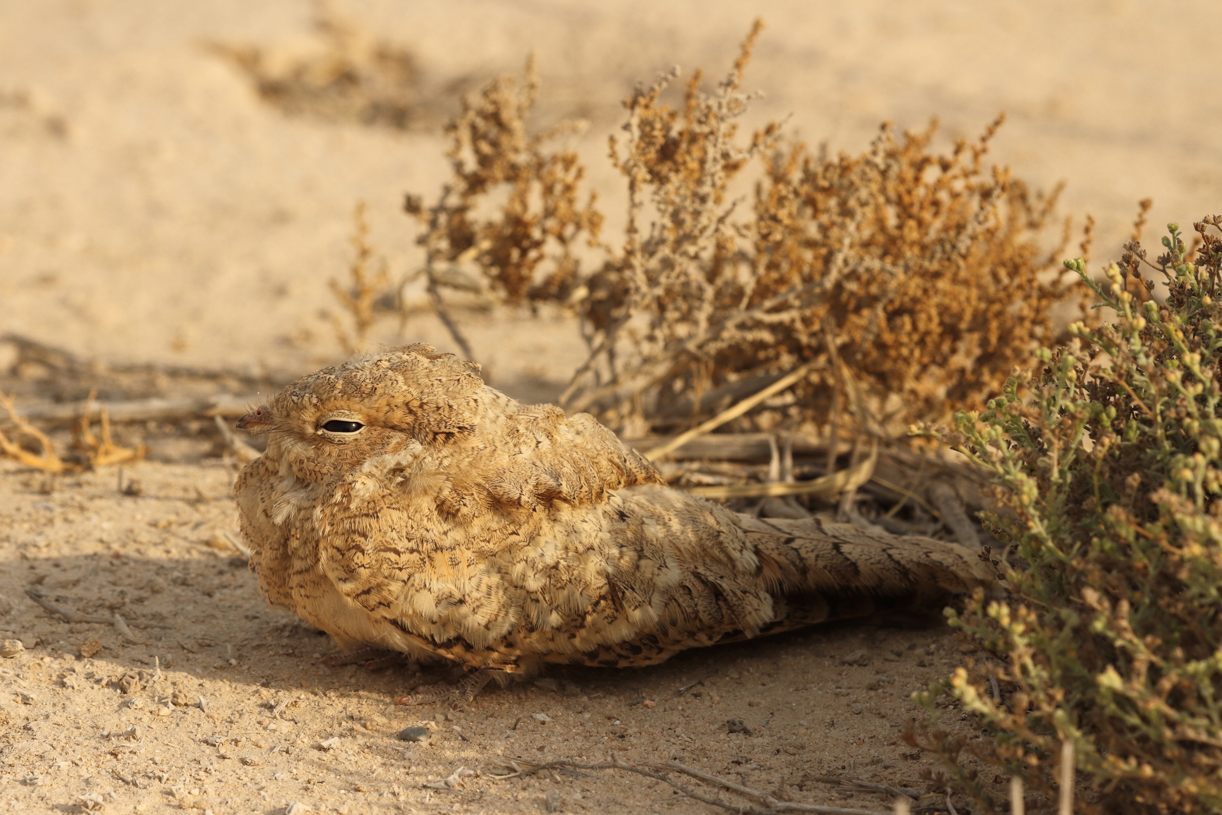 Egyptian Nightjar. Qatar, 22 June 2014 © Neil G. Morris.