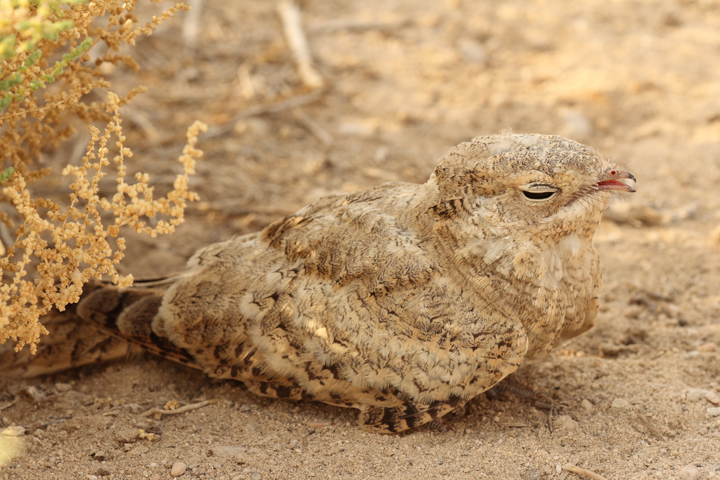 Egyptian Nightjar. Qatar, 22 June 2014 © Neil G. Morris.
