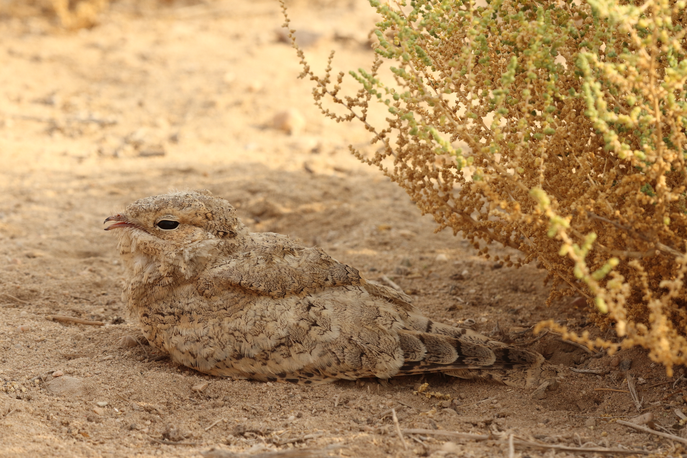 Egyptian Nightjar. Qatar, 22 June 2014 © Neil G. Morris.