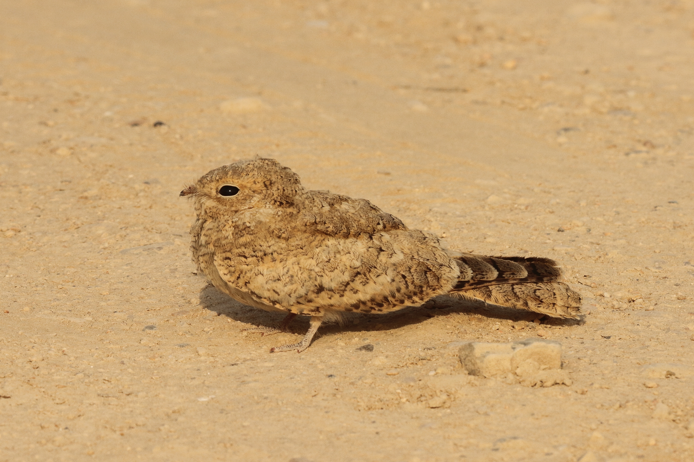 Egyptian Nightjar. Qatar, 22 June 2014 © Neil G. Morris.