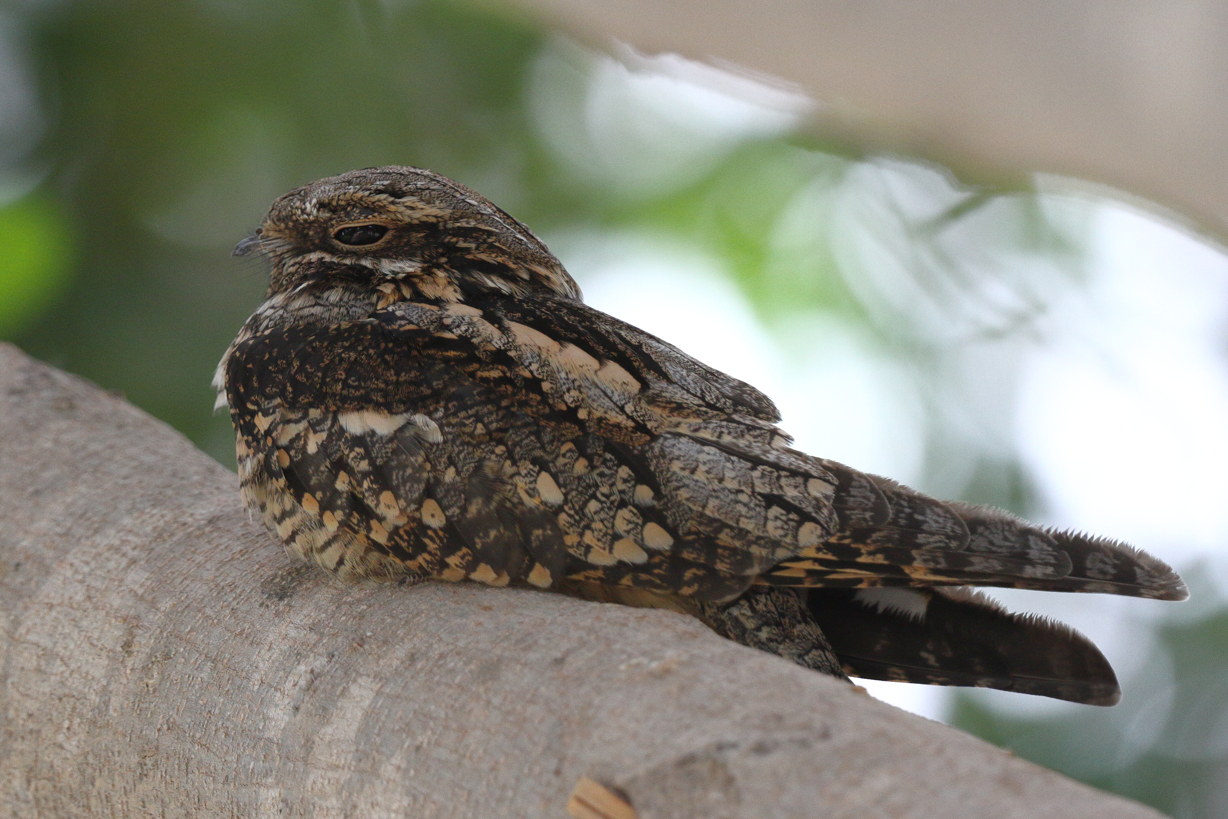 European Nightjar. Qatar, 08 May 2013 © Neil G. Morris.
