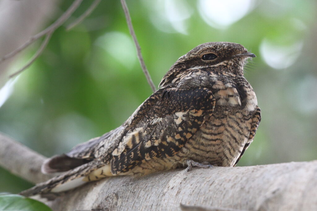 European Nightjar. Qatar, 08 May 2013 © Neil G. Morris.