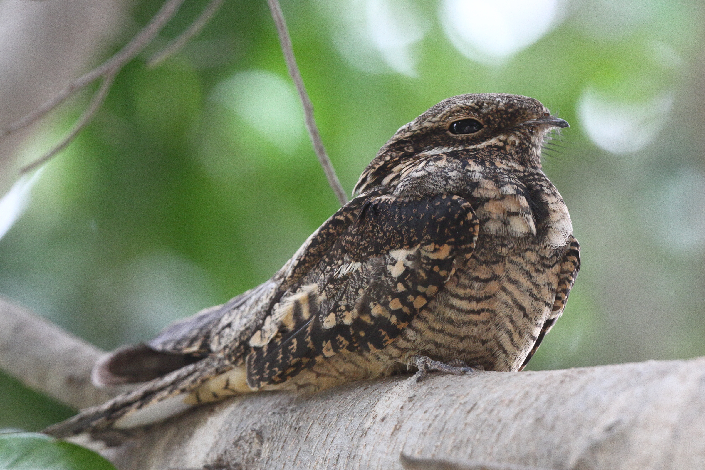 European Nightjar. Qatar, 08 May 2013 © Neil G. Morris.