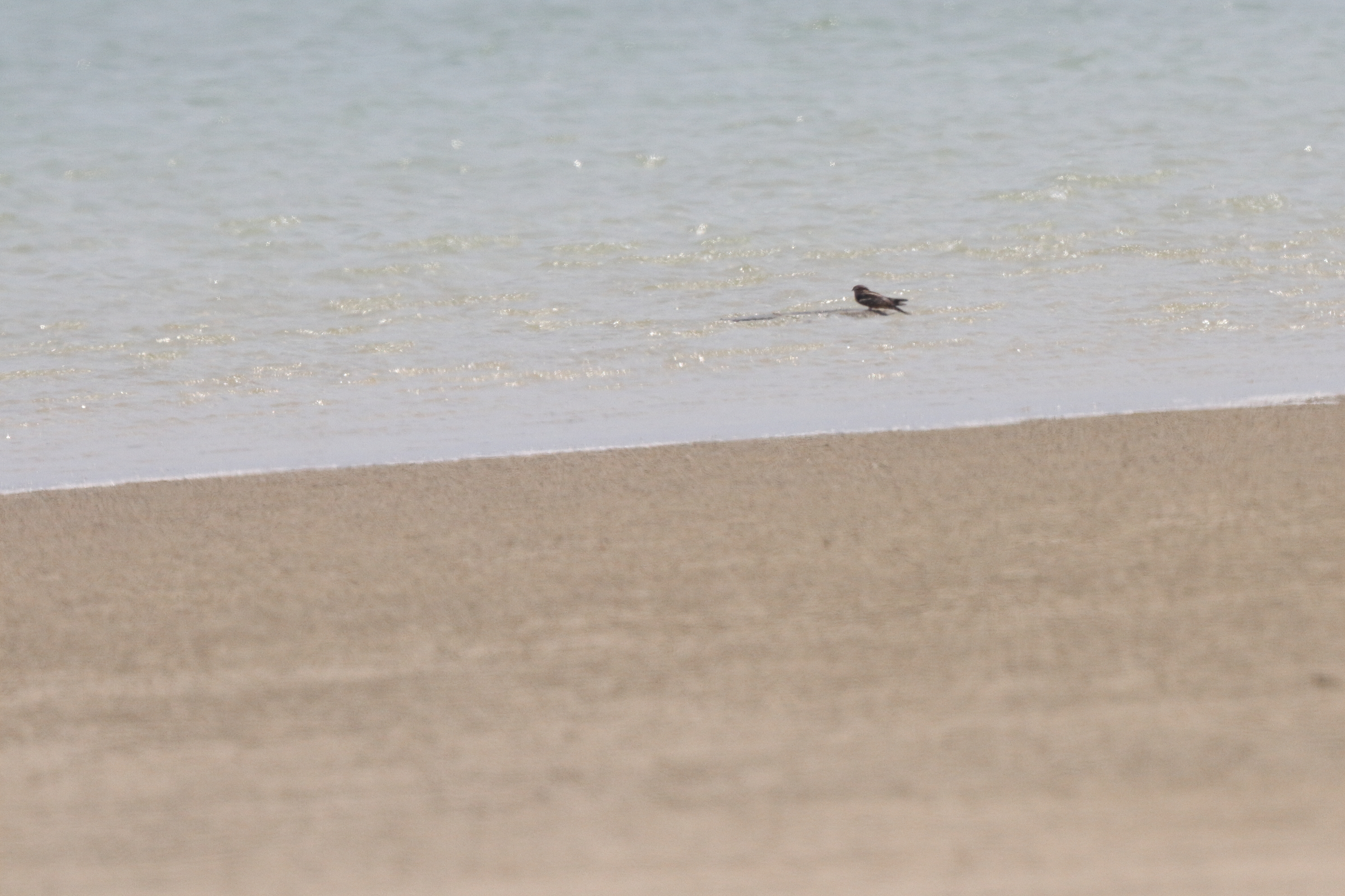 European Nightjar. Qatar, 28 April 2014 © Neil G. Morris.