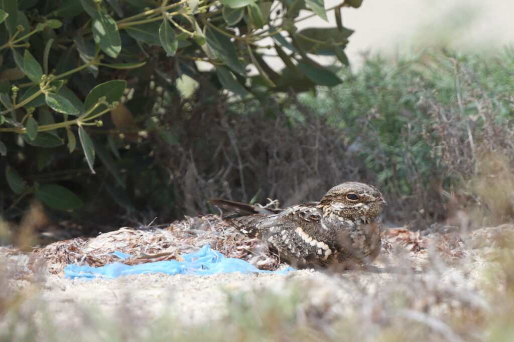 European Nightjar. Qatar, 28 April 2014 © Neil G. Morris.