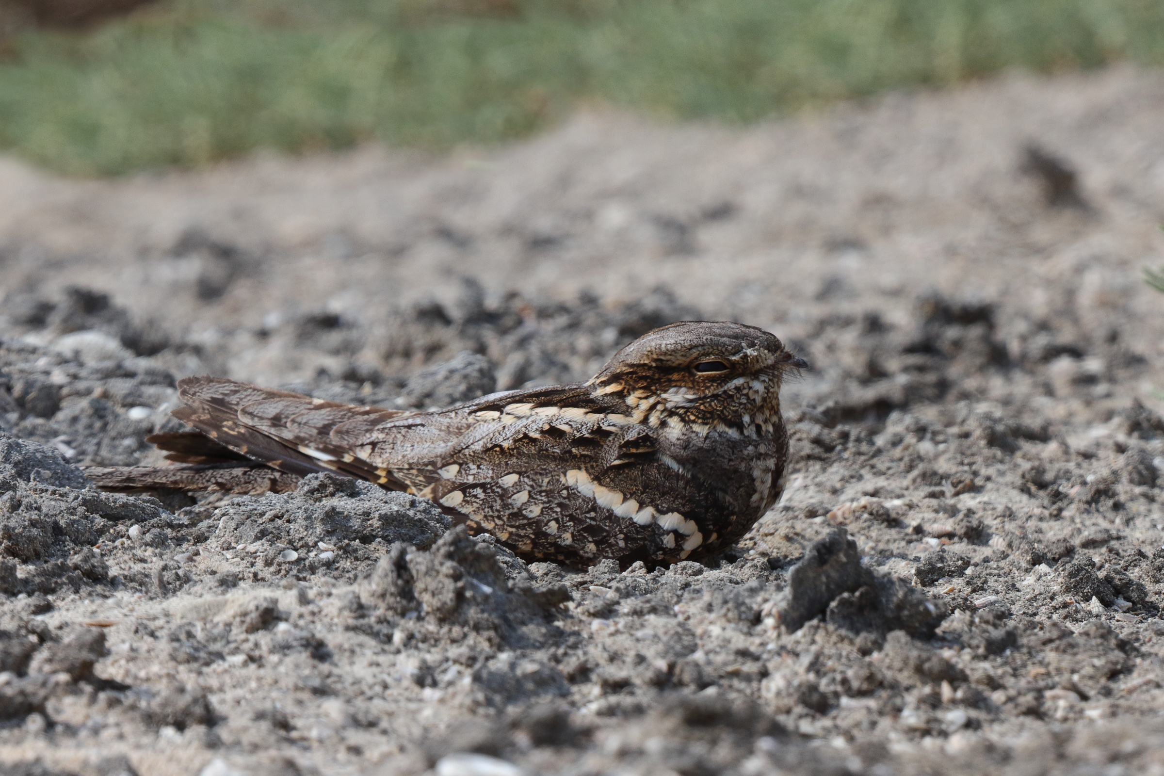 European Nightjar. Qatar, 28 April 2014 © Neil G. Morris.