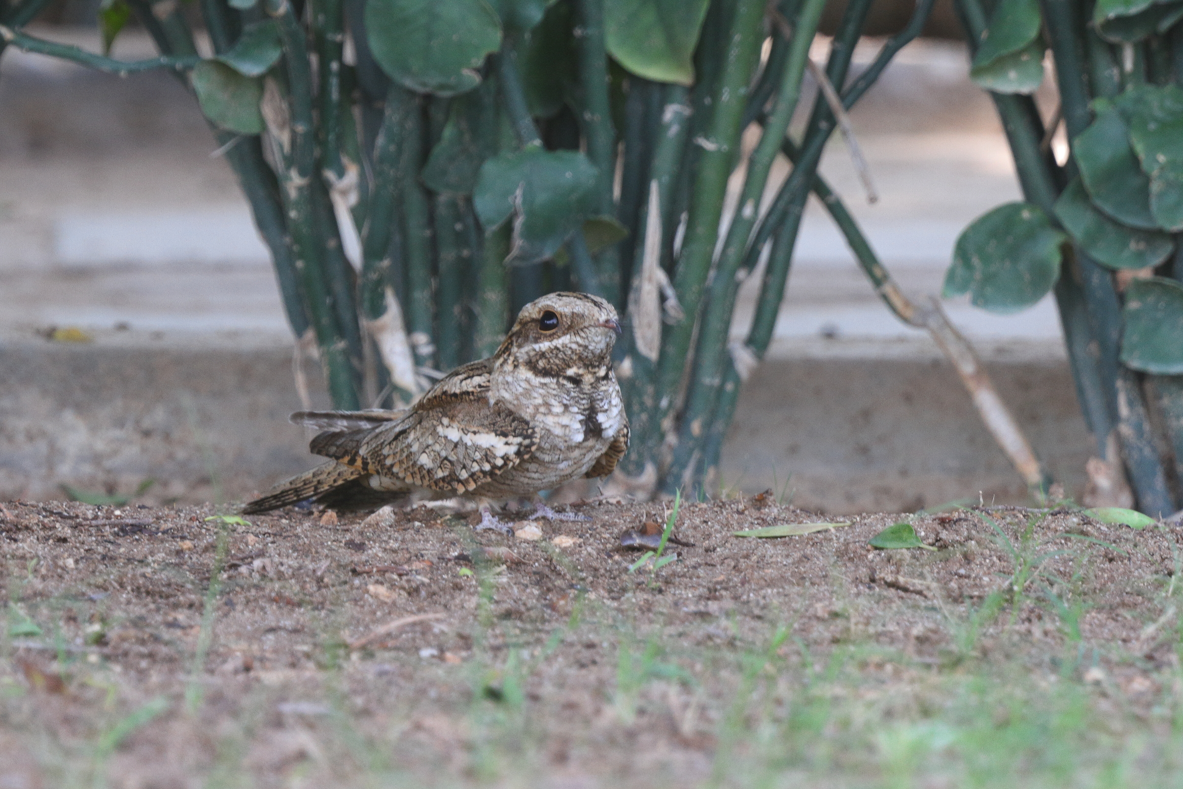 European Nightjar. Qatar, 07 May 2014 © Neil G. Morris.