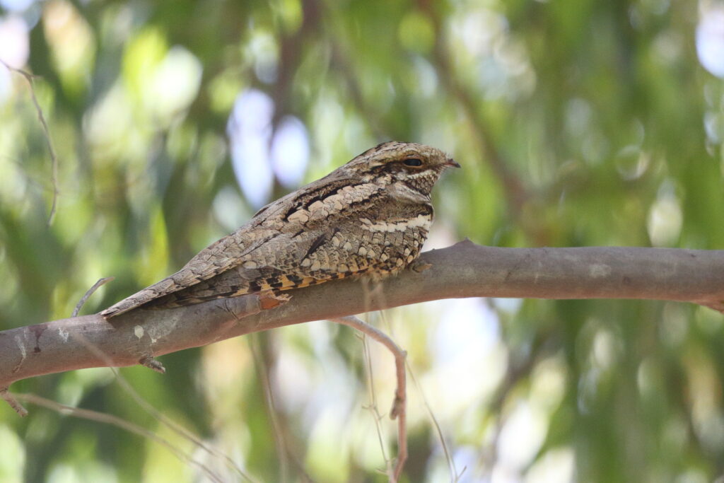 European Nightjar. Qatar, 07 May 2014 © Neil G. Morris.