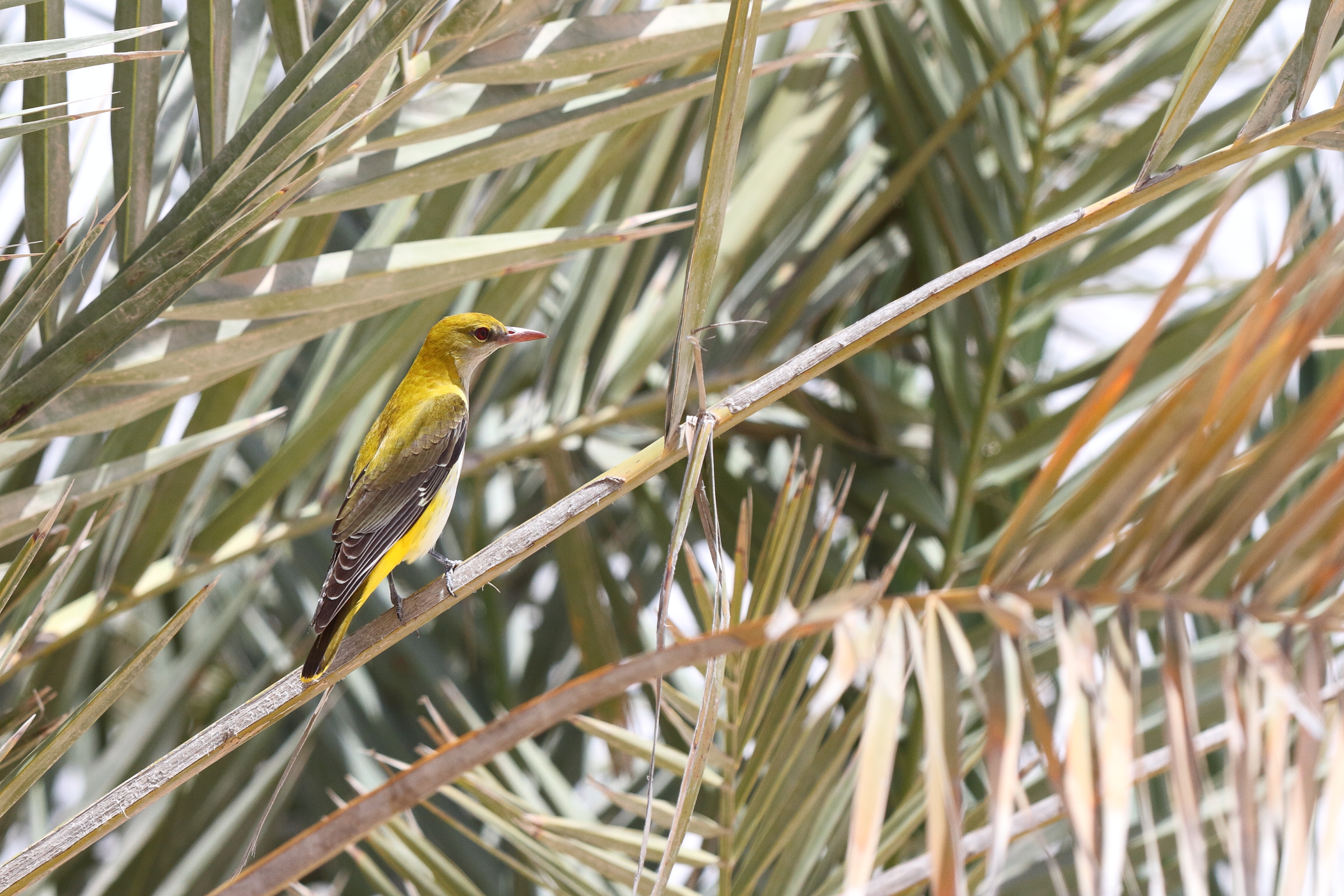 Golden Oriole. Qatar, 05 May 2013 © Neil G. Morris.
