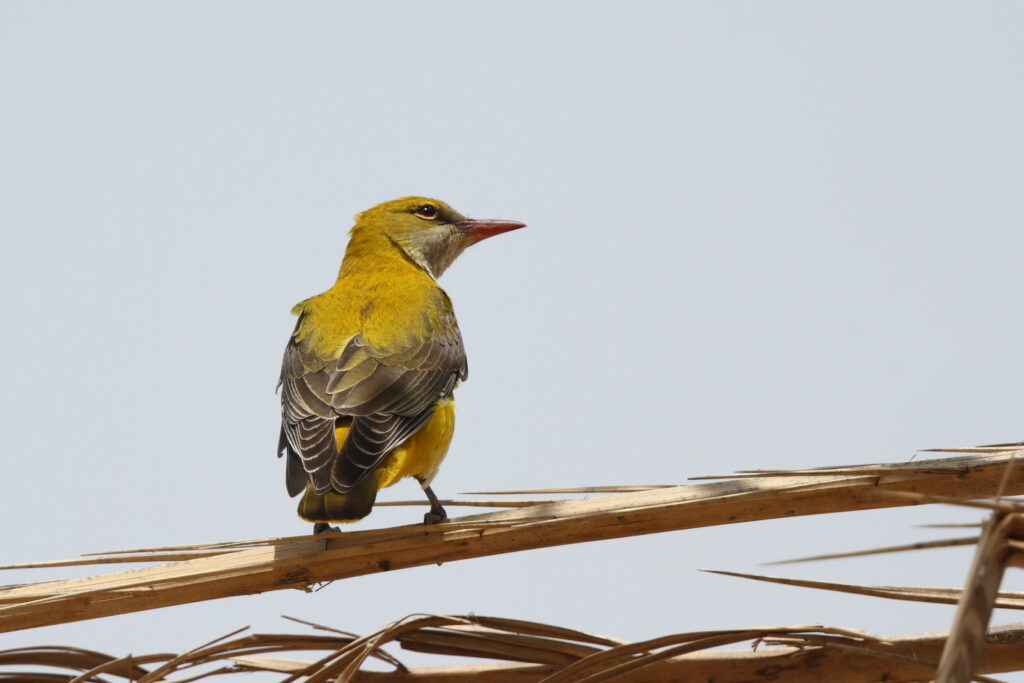 Golden Oriole. Qatar, 05 May 2013 © Neil G. Morris.