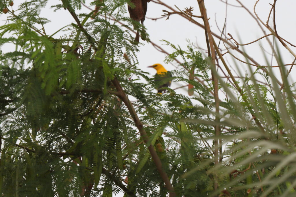 Golden Oriole. Qatar, 01 May 2014 © Neil G. Morris.