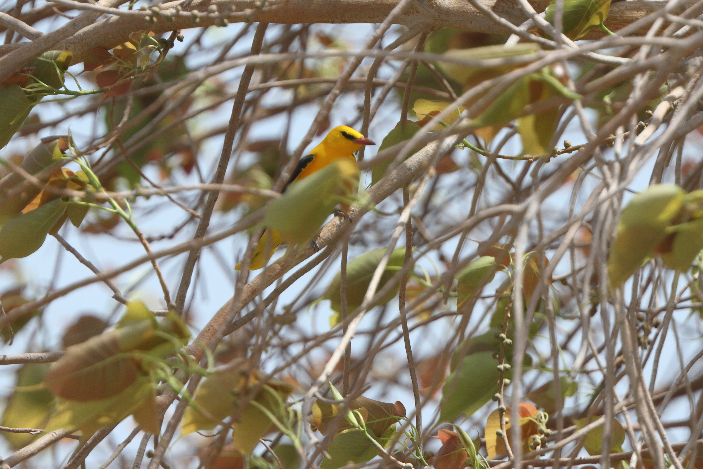 Golden Oriole. Qatar, 05 May 2014 © Neil G. Morris.