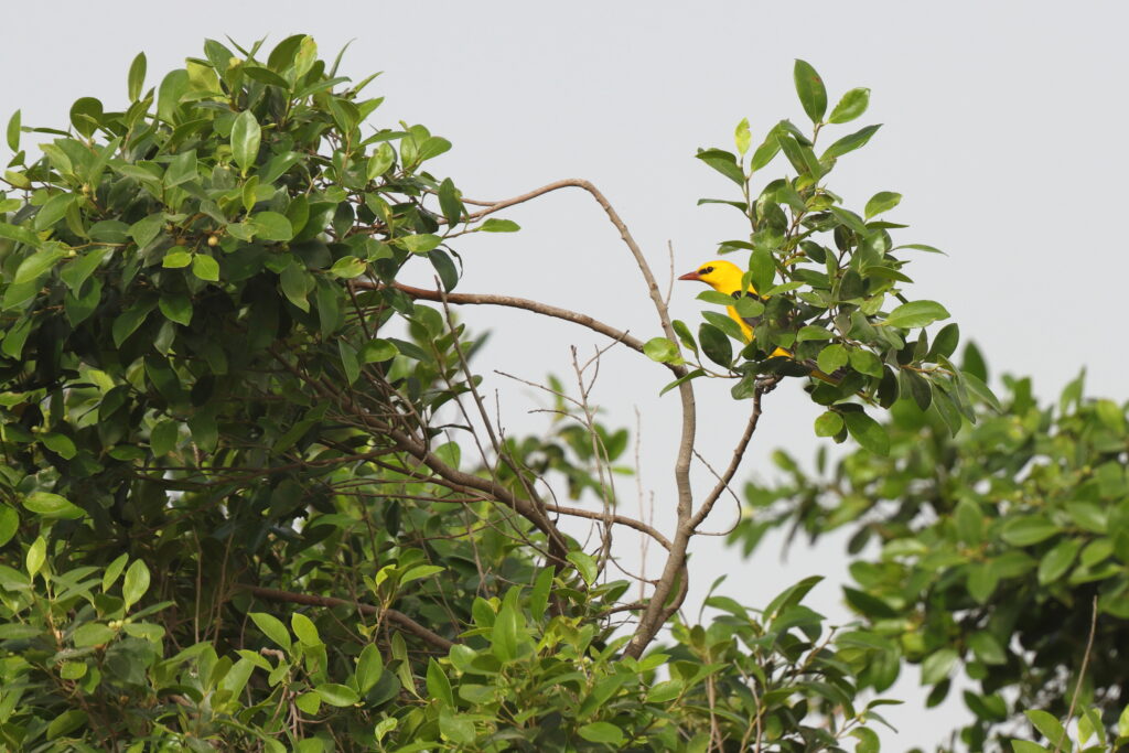 Golden Oriole. Qatar, 11 May 2014 © Neil G. Morris.
