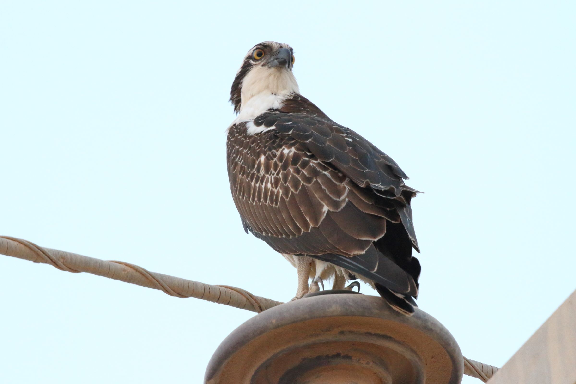 Osprey. Qatar, 07 October 2012 © Neil G. Morris.