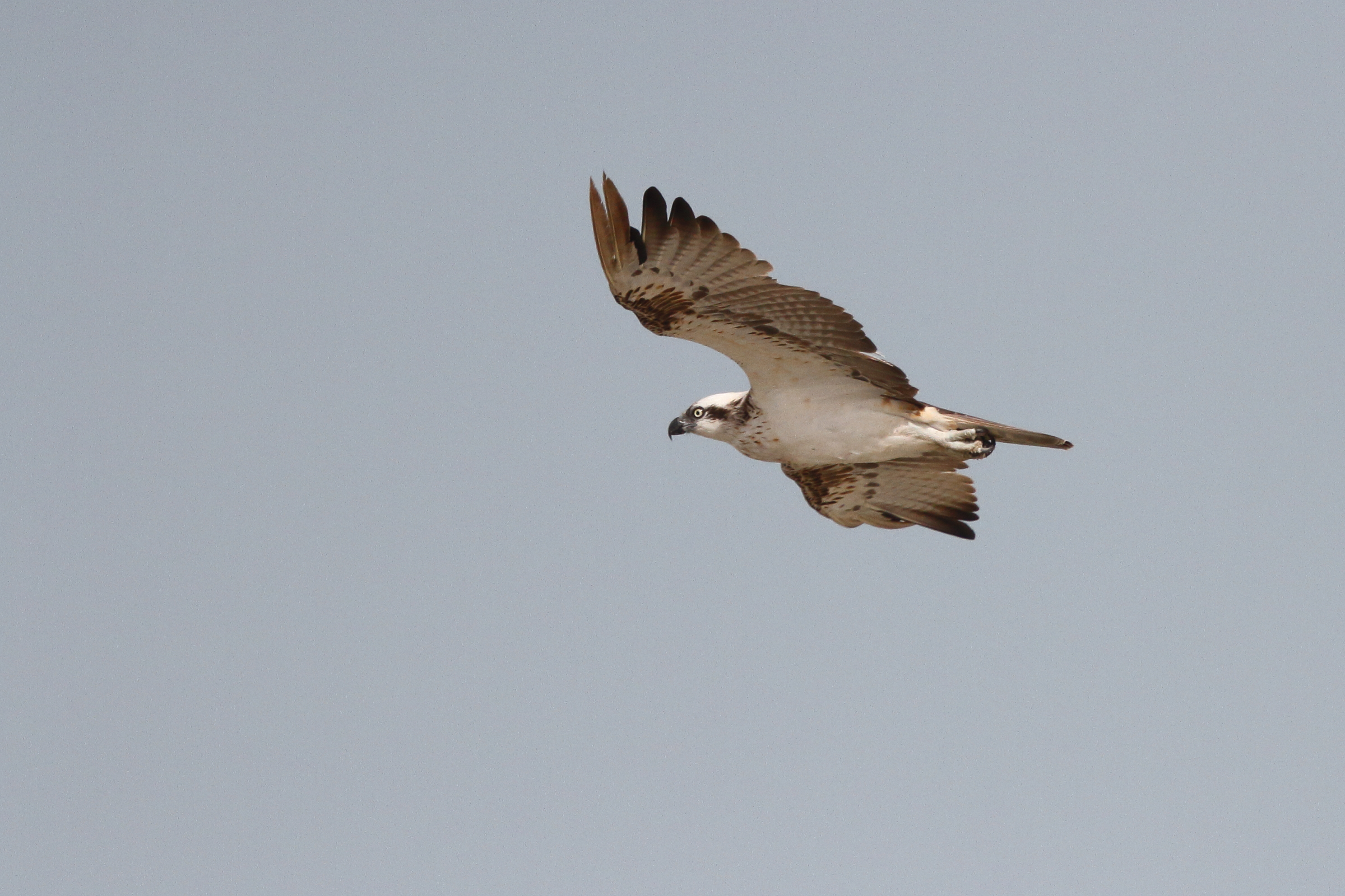Osprey. Qatar, 07 March 2013 © Neil G. Morris.