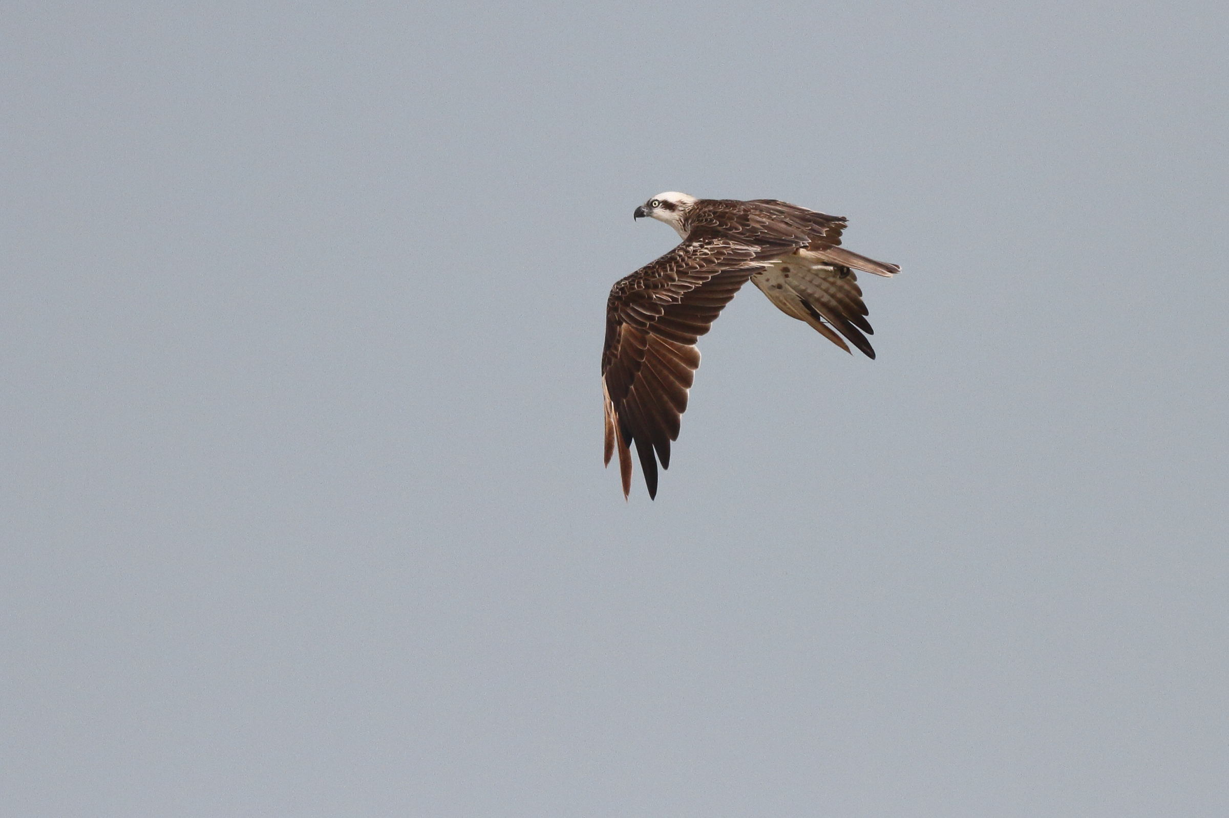 Osprey. Qatar, 07 March 2013 © Neil G. Morris.