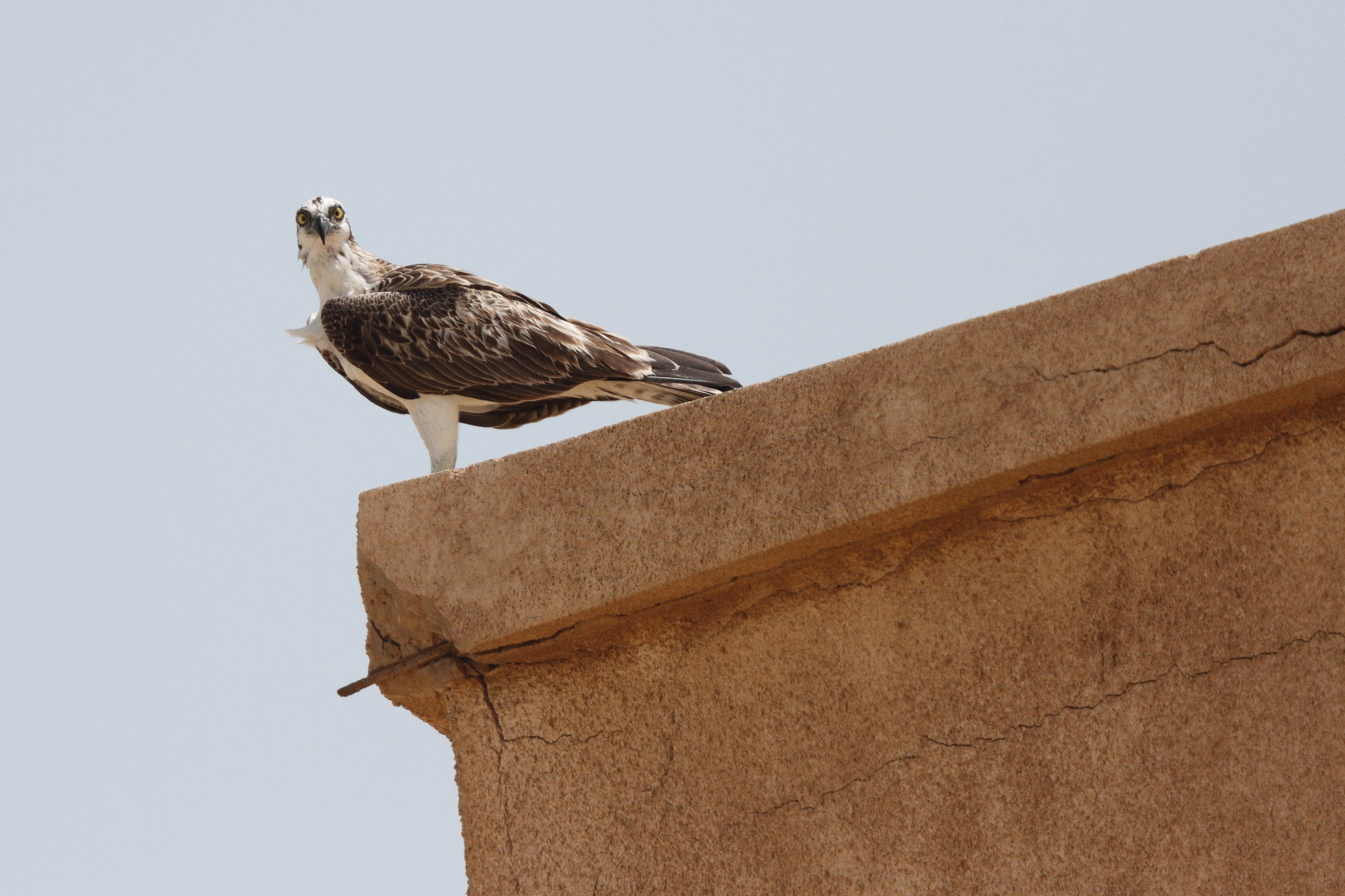 Osprey. Qatar, 12 May 2013 © Neil G. Morris.