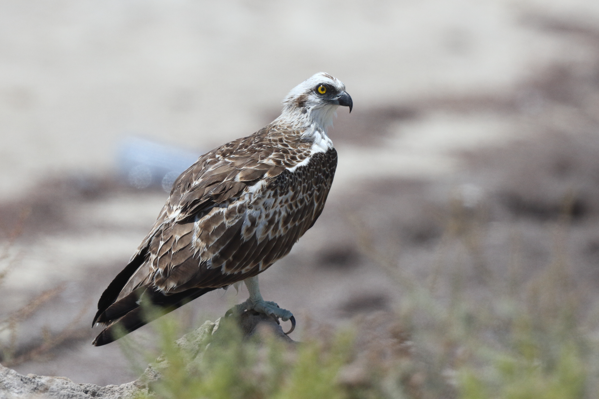 Osprey. Qatar, 18 May 2014 © Neil G. Morris.