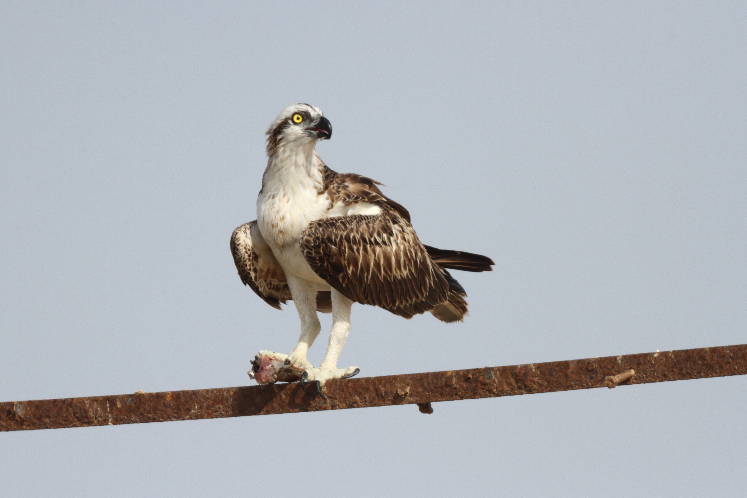 Osprey. Qatar, 27 May 2014 © Neil G. Morris.