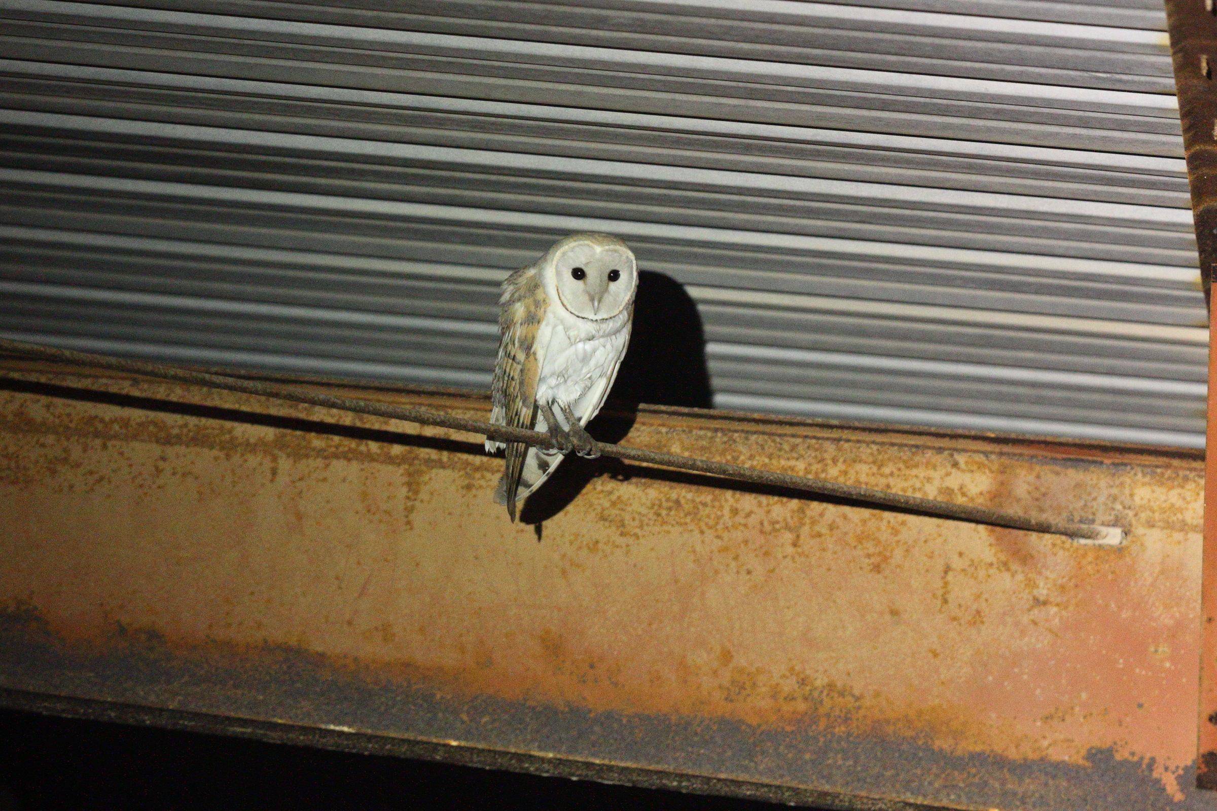 Barn Owl. Qatar, 24 January 2014 © Neil G. Morris.
